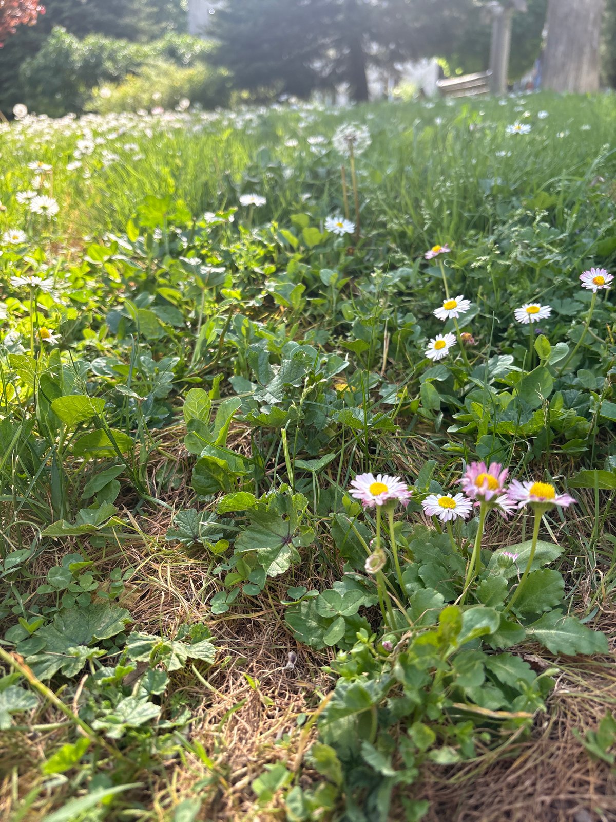 Spring afternoon moments captured in Lovech, Bulgaria
