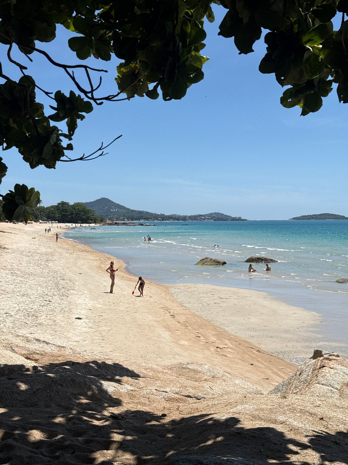 Beach day on Ko Samui featuring a leaning palm tree