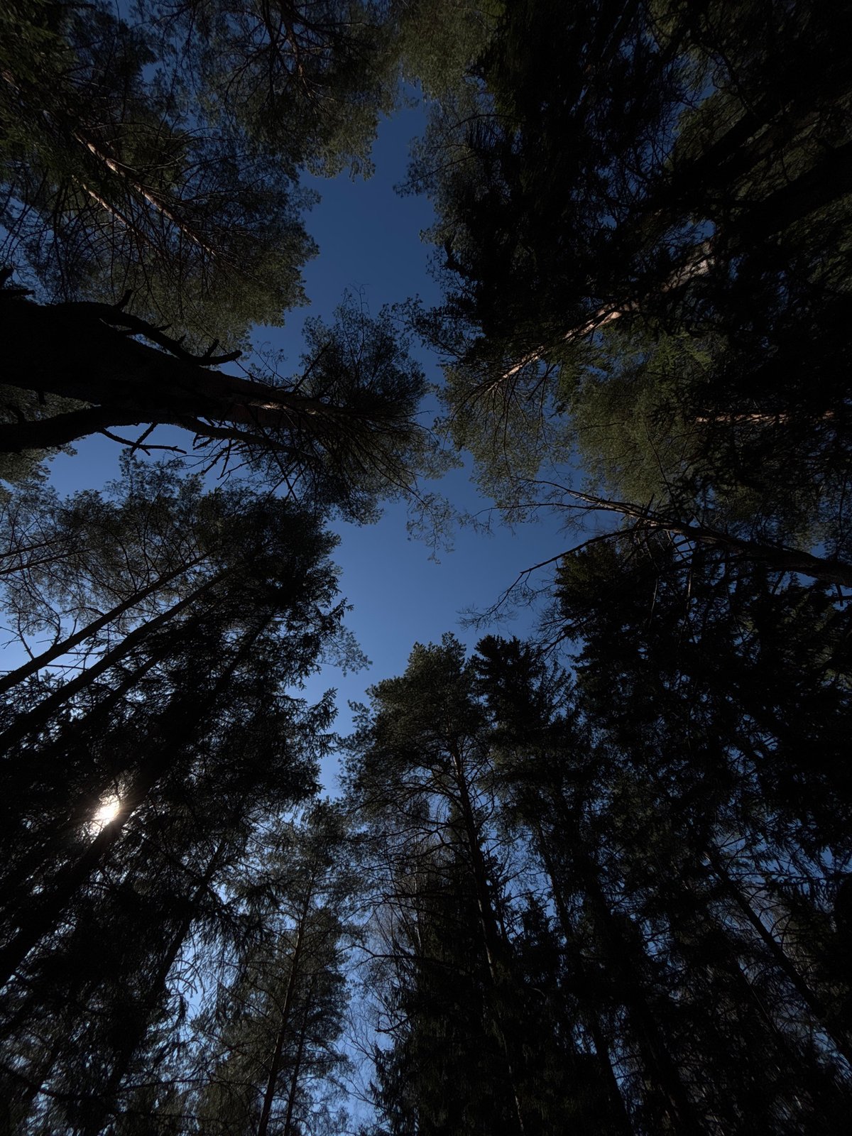 Woman rests in Russian forest during spring wildflower bloom