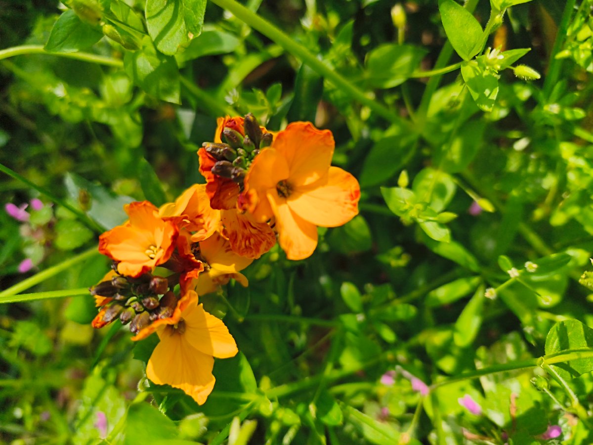Spring wildflowers documented in morning photography session
