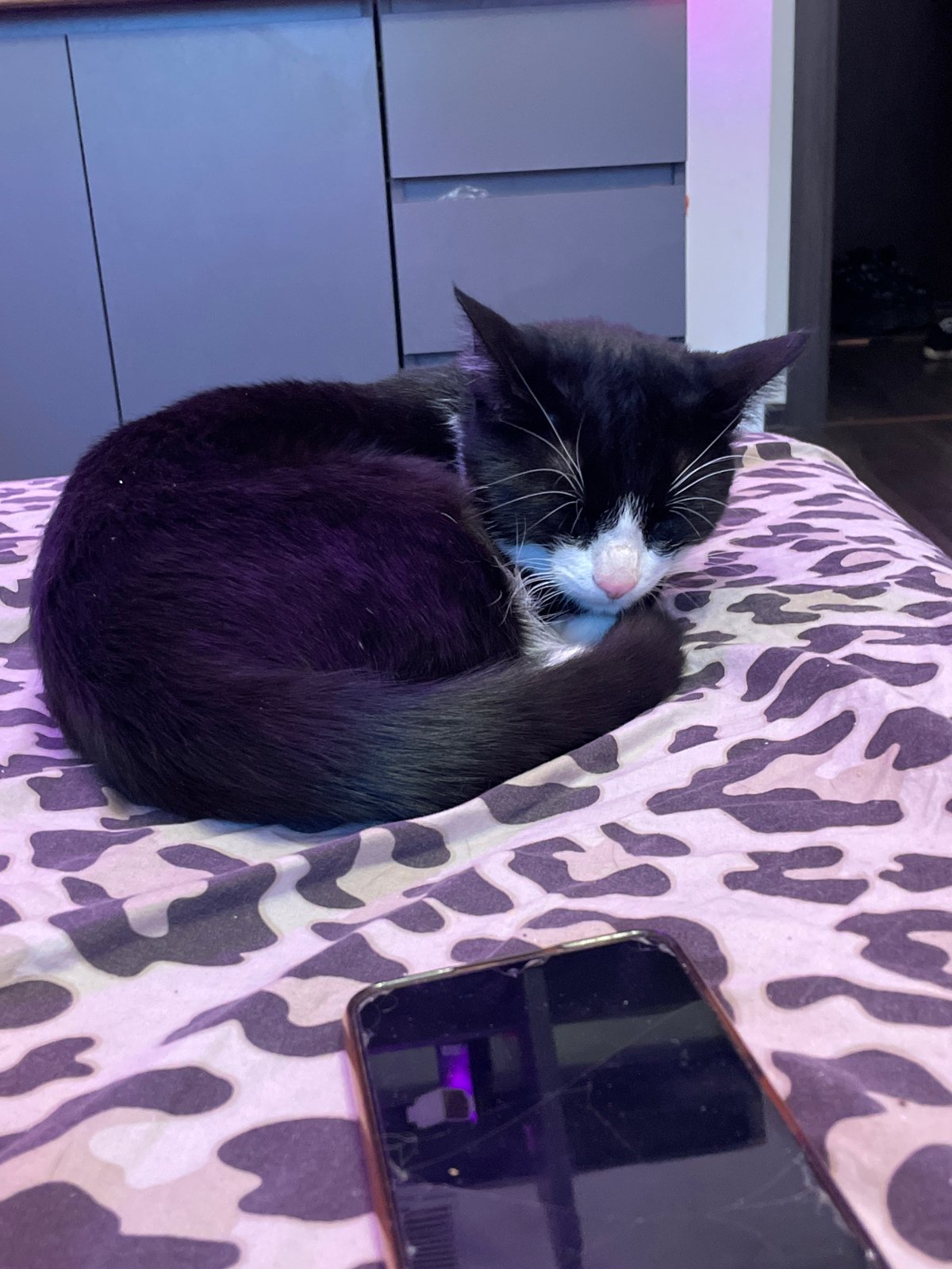 Cat naps amid personal belongings in Russian lakeside home