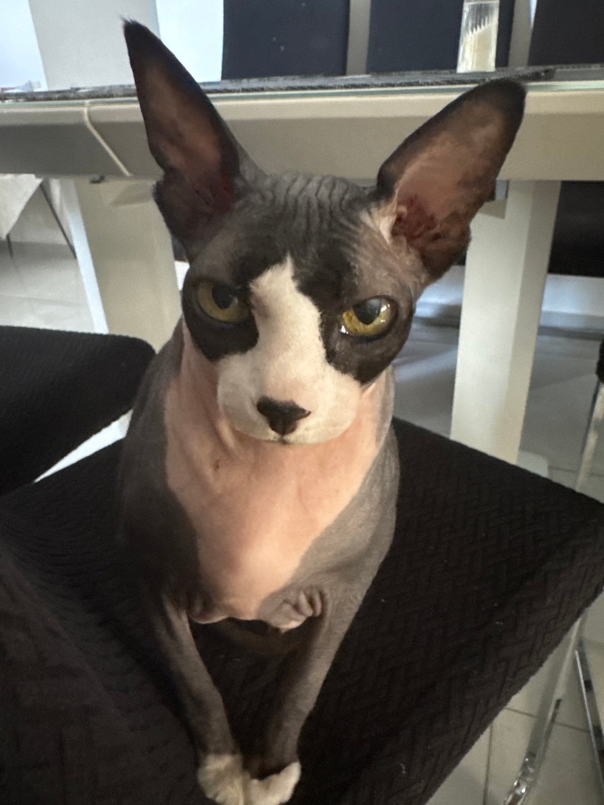 Sphynx cat observed in various poses in Netanya home