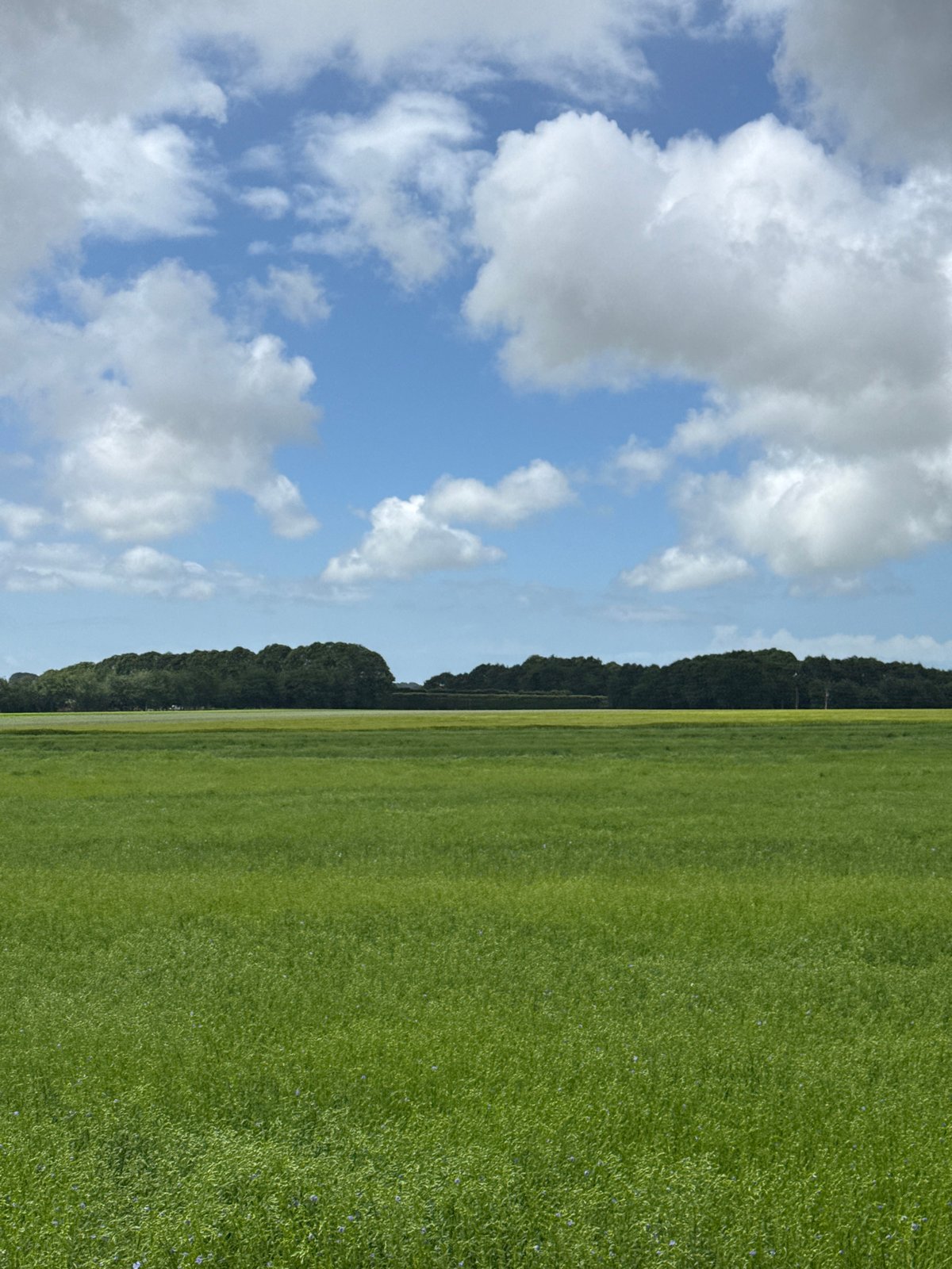 Peaceful grassland landscape captured in Limpiville, France