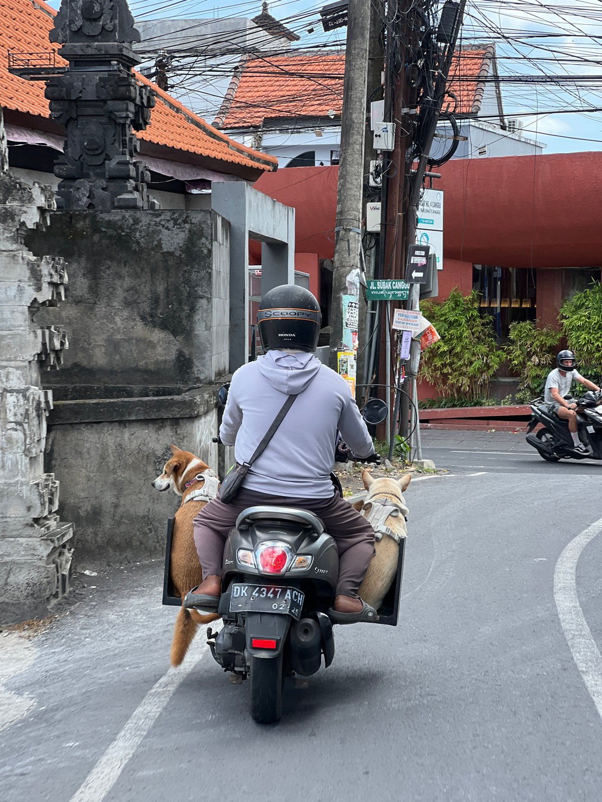 Man transports two dogs via scooter in North Kuta