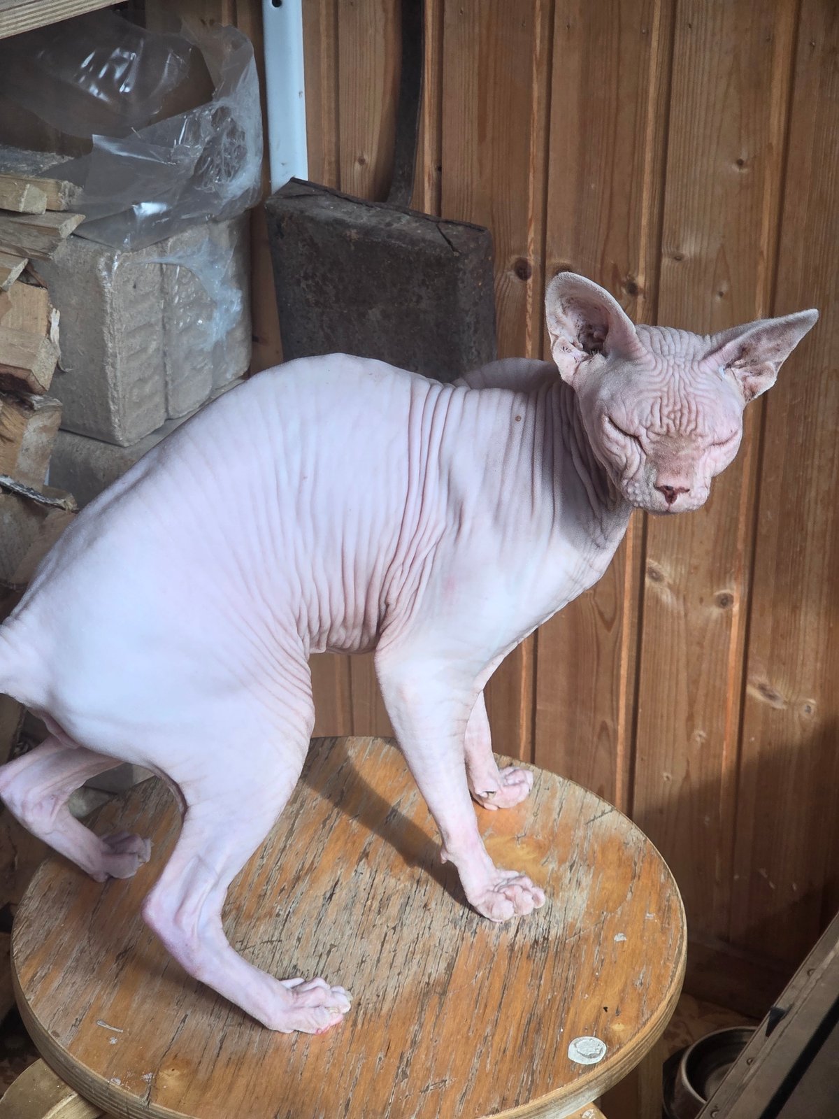 Sphynx cat on a wooden stool in rural Russia