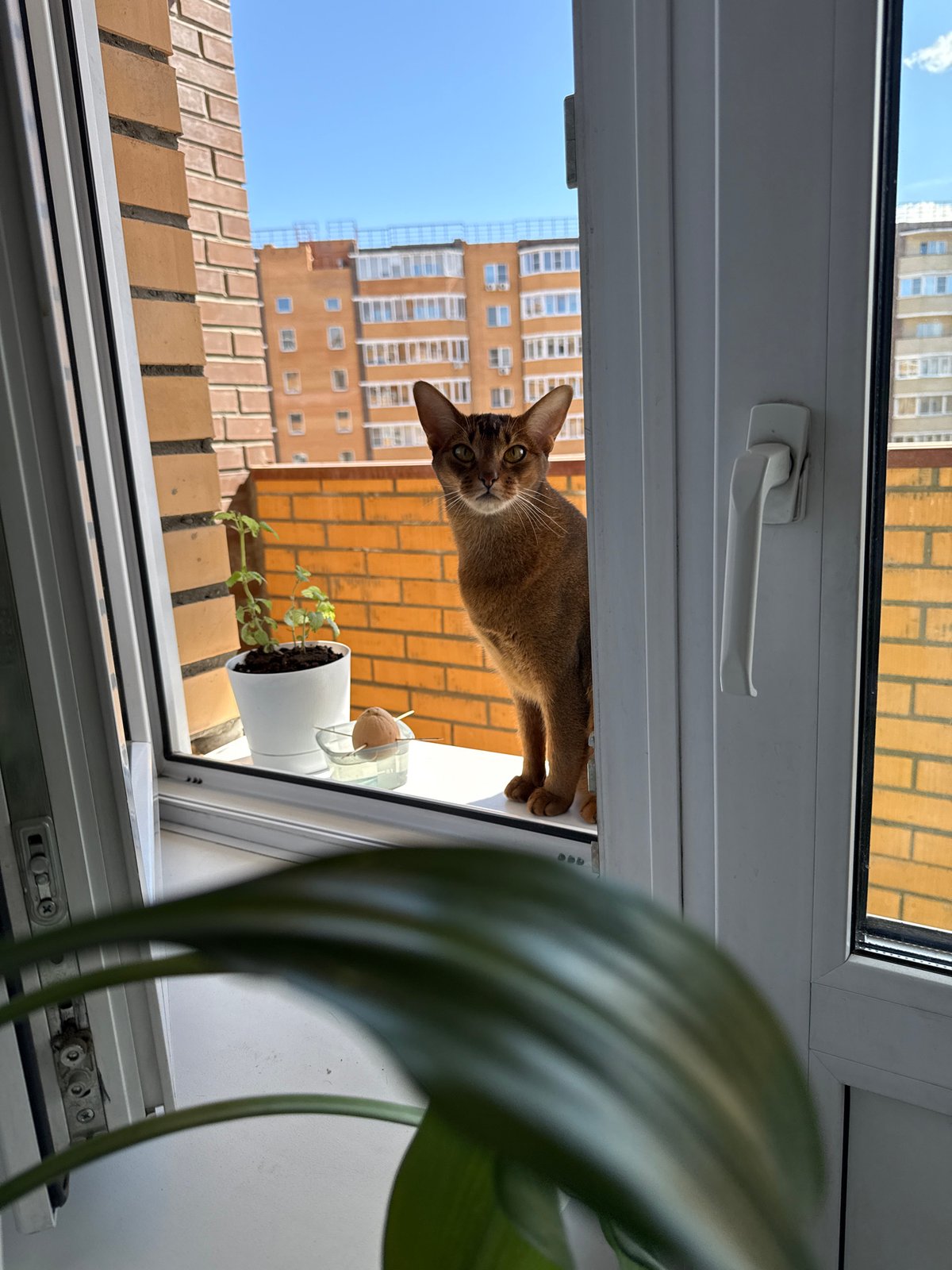 Cat spotted on window frame in Krasnoyarsk