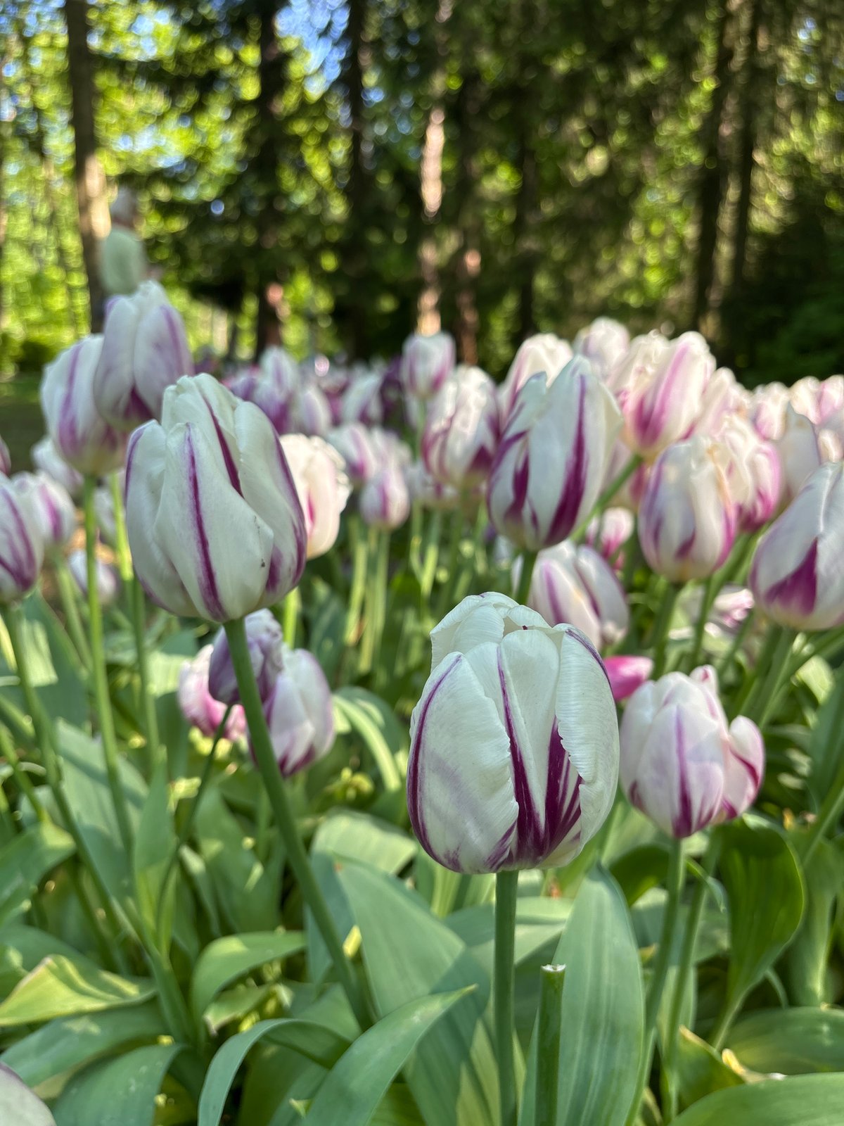 Spring afternoon leisure activities documented at Saint Petersburg waterfront park