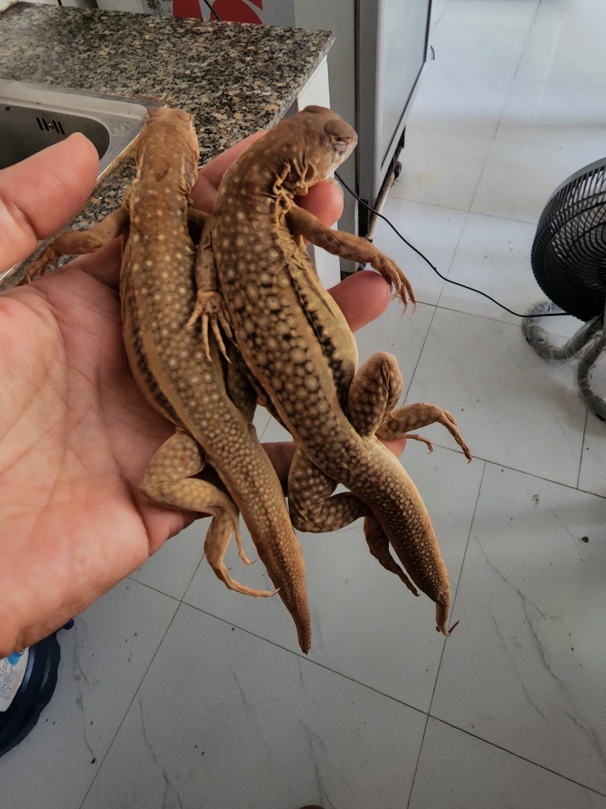 Reptiles captured in cages in Vietnamese ward