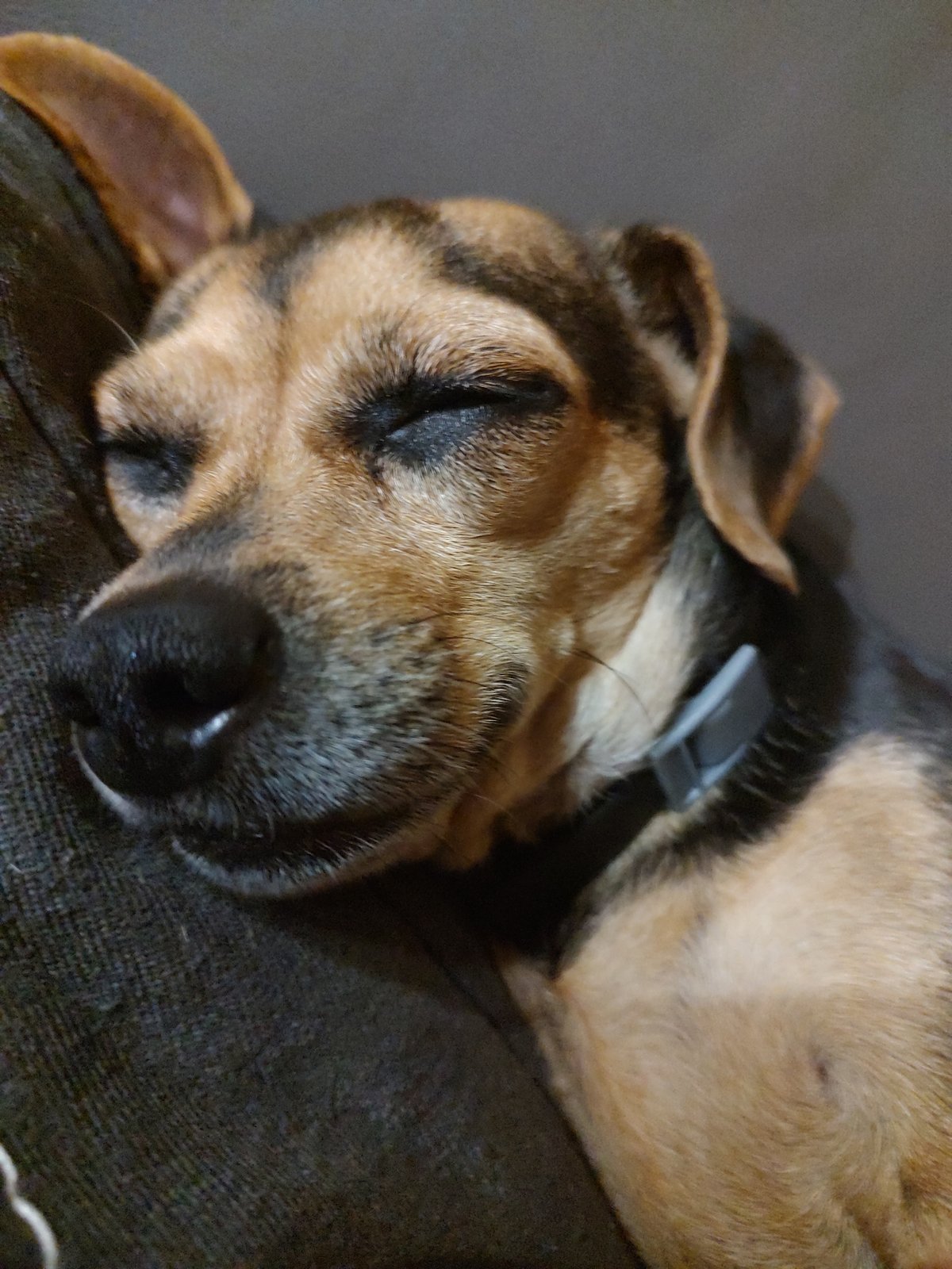 Lazy day in Tervel: a sleeping dog, sodas, and a tour bus stop