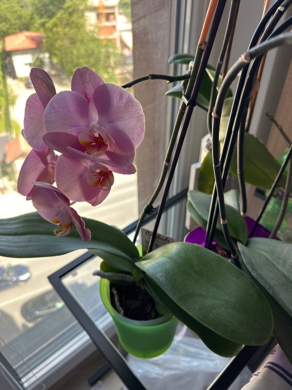 Orchid blooms captured on Sofia windowsill during brief afternoon moment