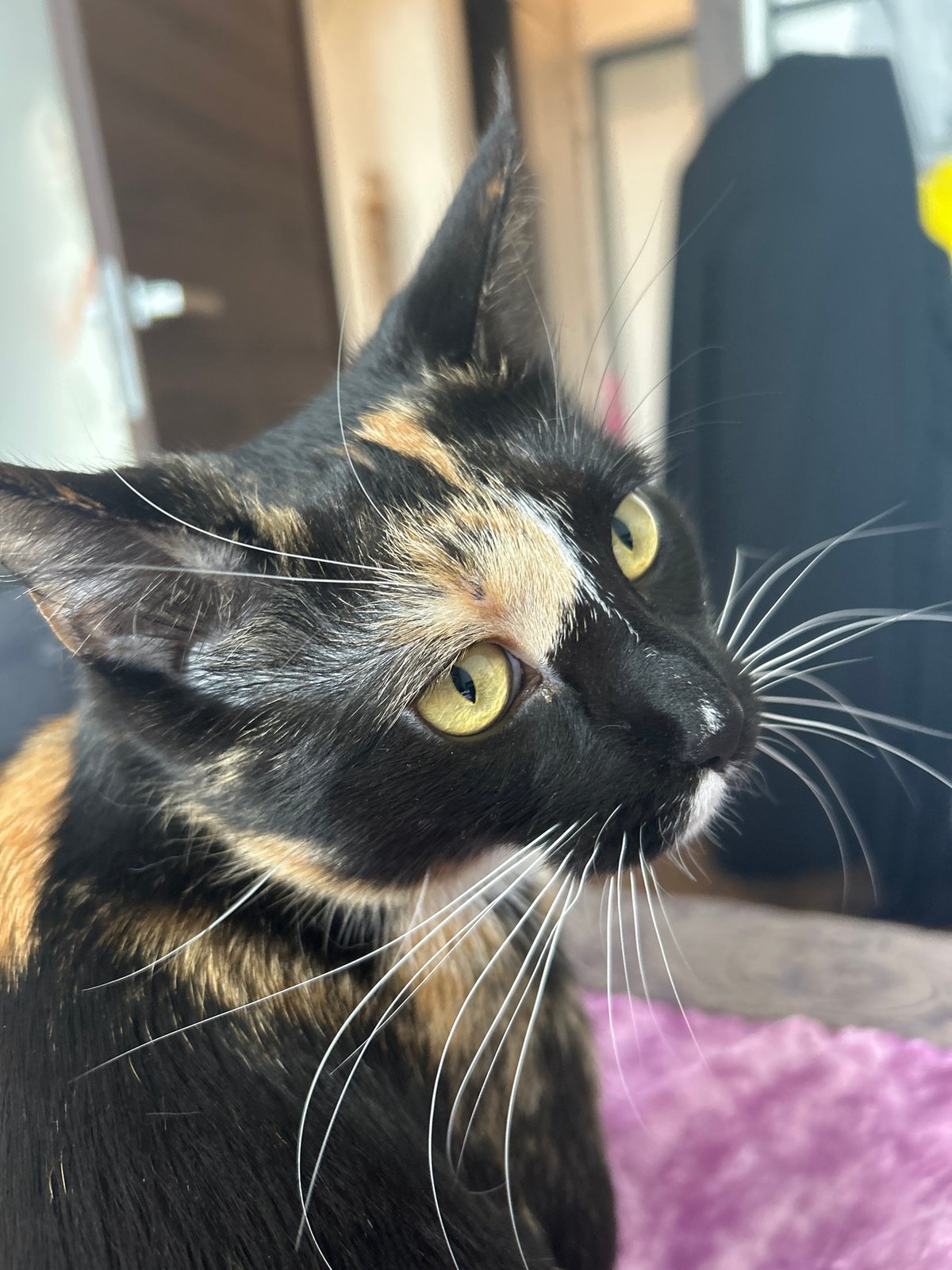 Calico cat with striking eyes and whiskers, Khimki