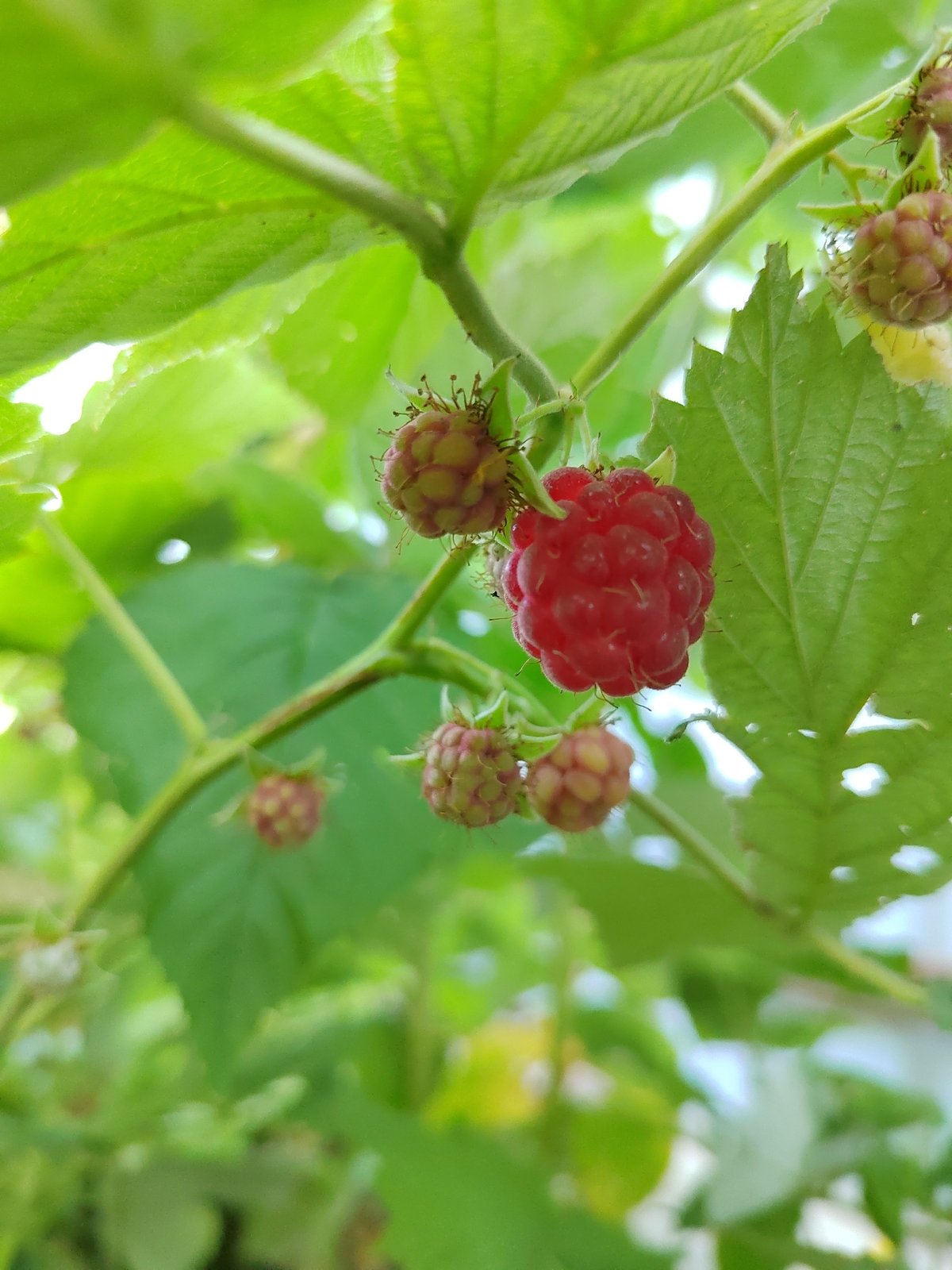 Raspberries and coffee in a Vityazevo garden morning