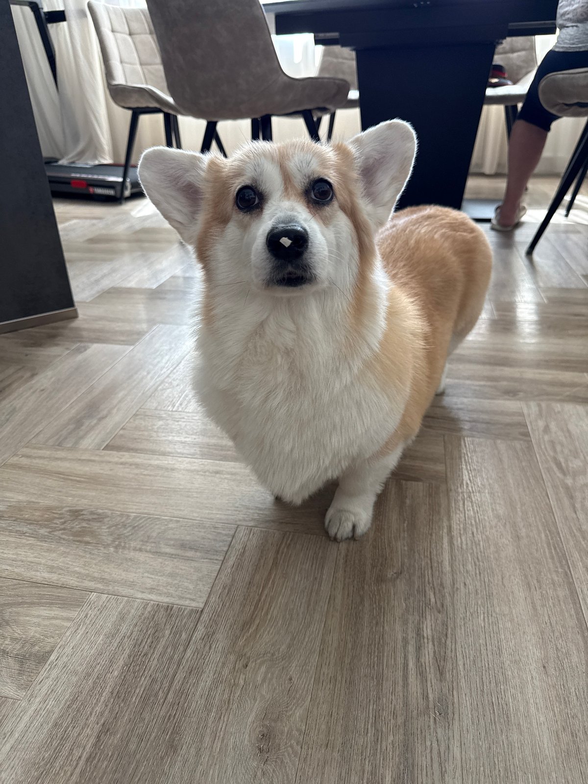 Morning domestic moments with Corgi dog documented in Krasnoyarsk