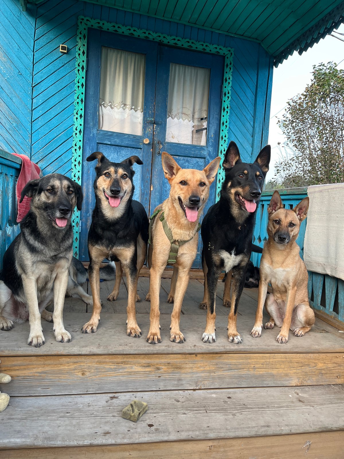 Pack of mixed-breed dogs lounging on a blue house porch