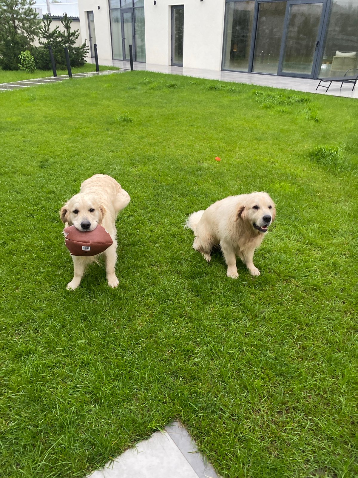 Golden retriever plays with a football in an Izhevsk backyard