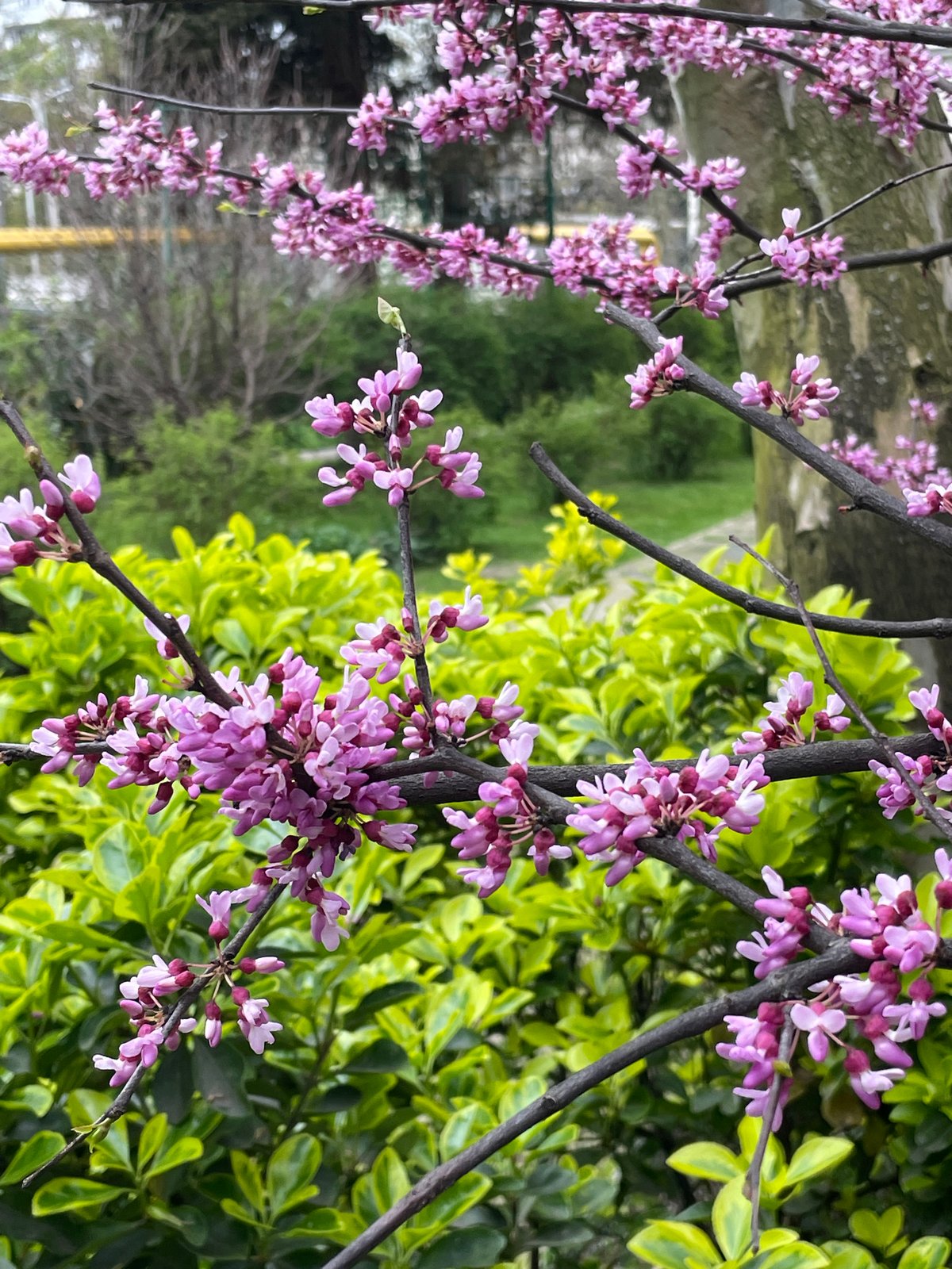 Morning scenes captured in Sochi: flowering trees, exercise, residential streets