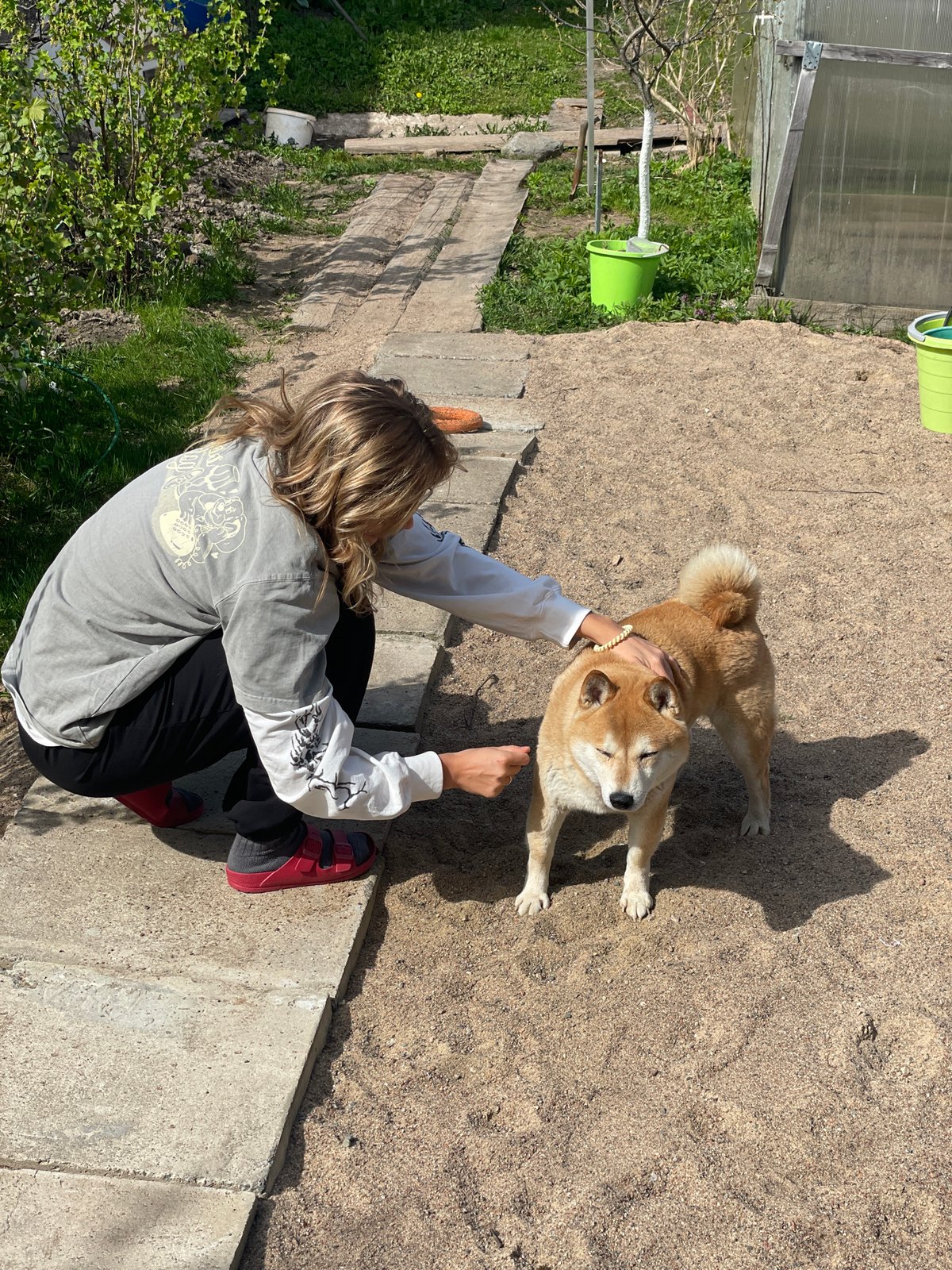 Woman plays with Shiba Inu dog in Sestroretsk garden