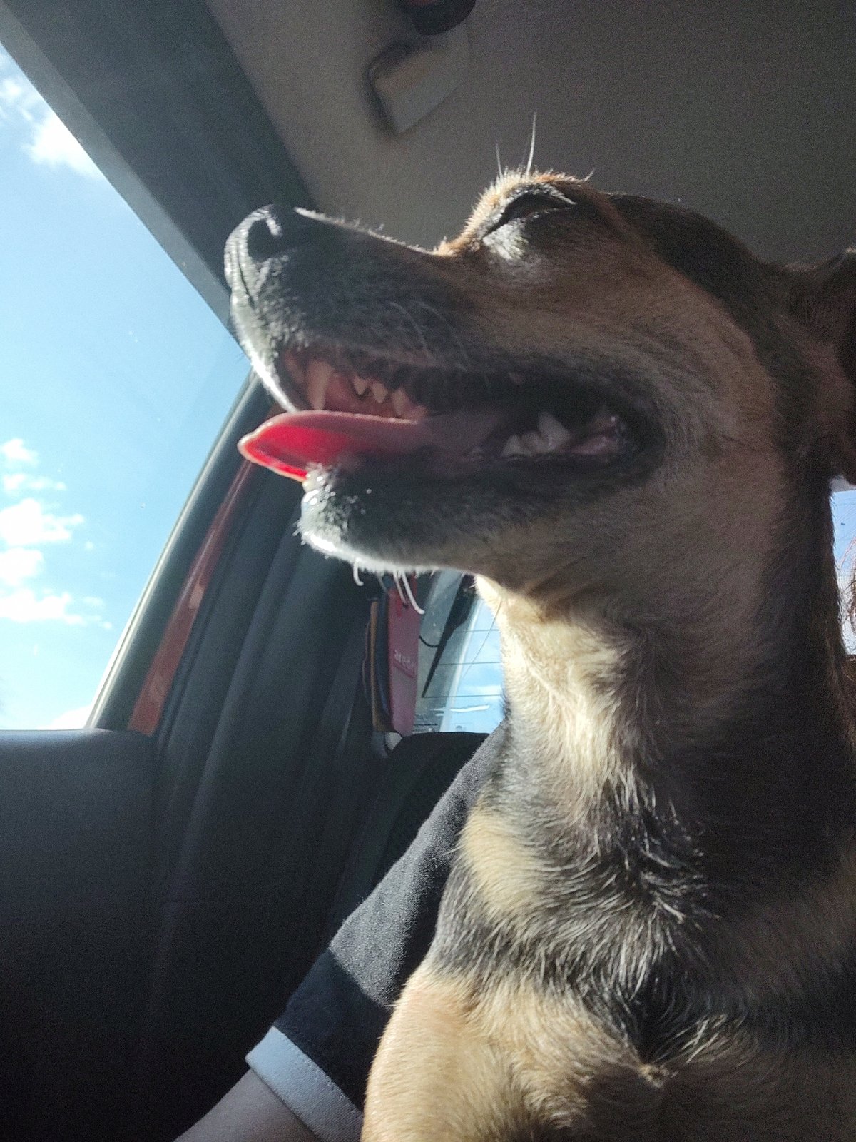 Dog enjoying a car window moment in rural Bulgaria