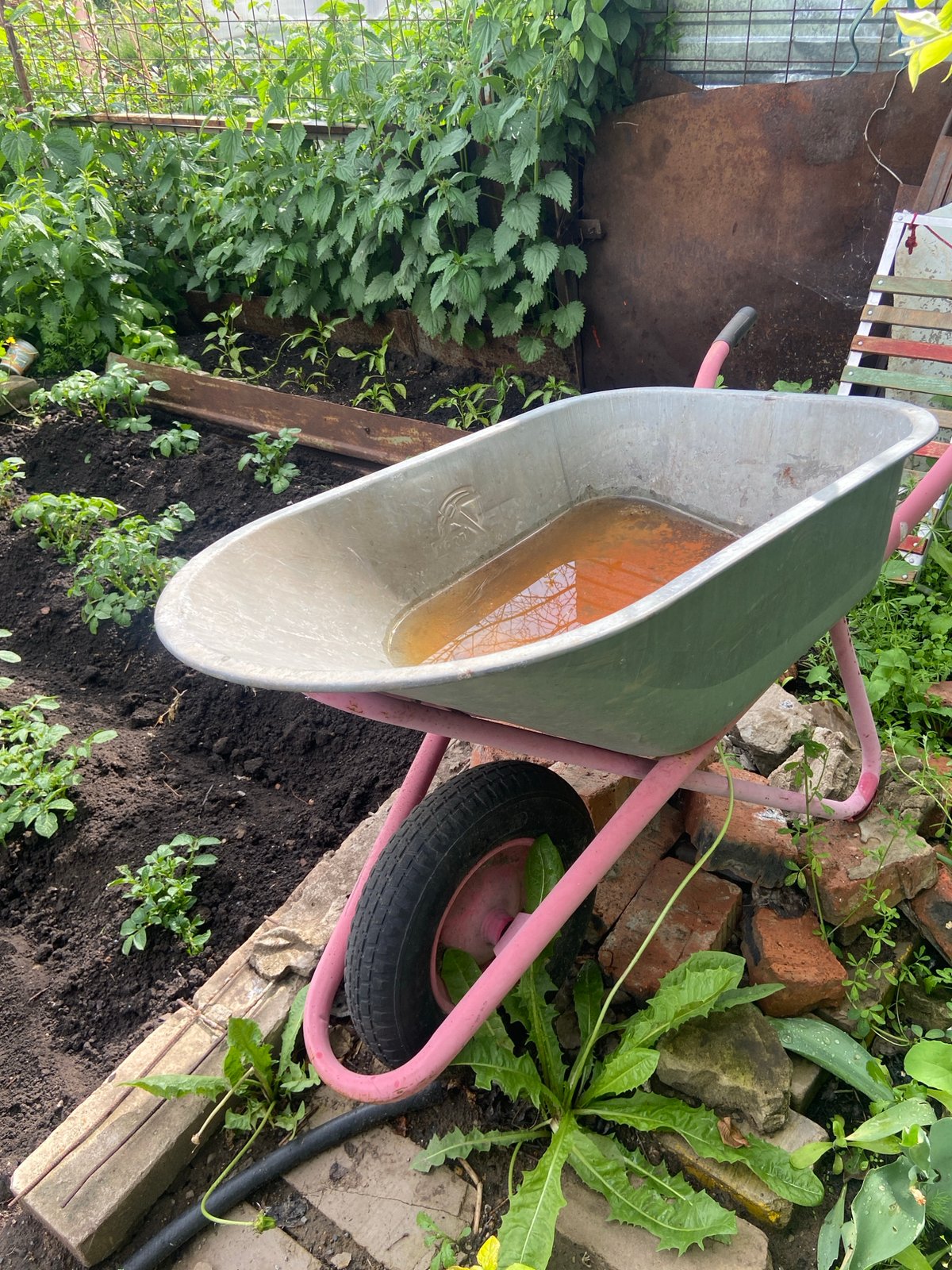 Morning garden documentation captures blooming flowers after rain in Russia