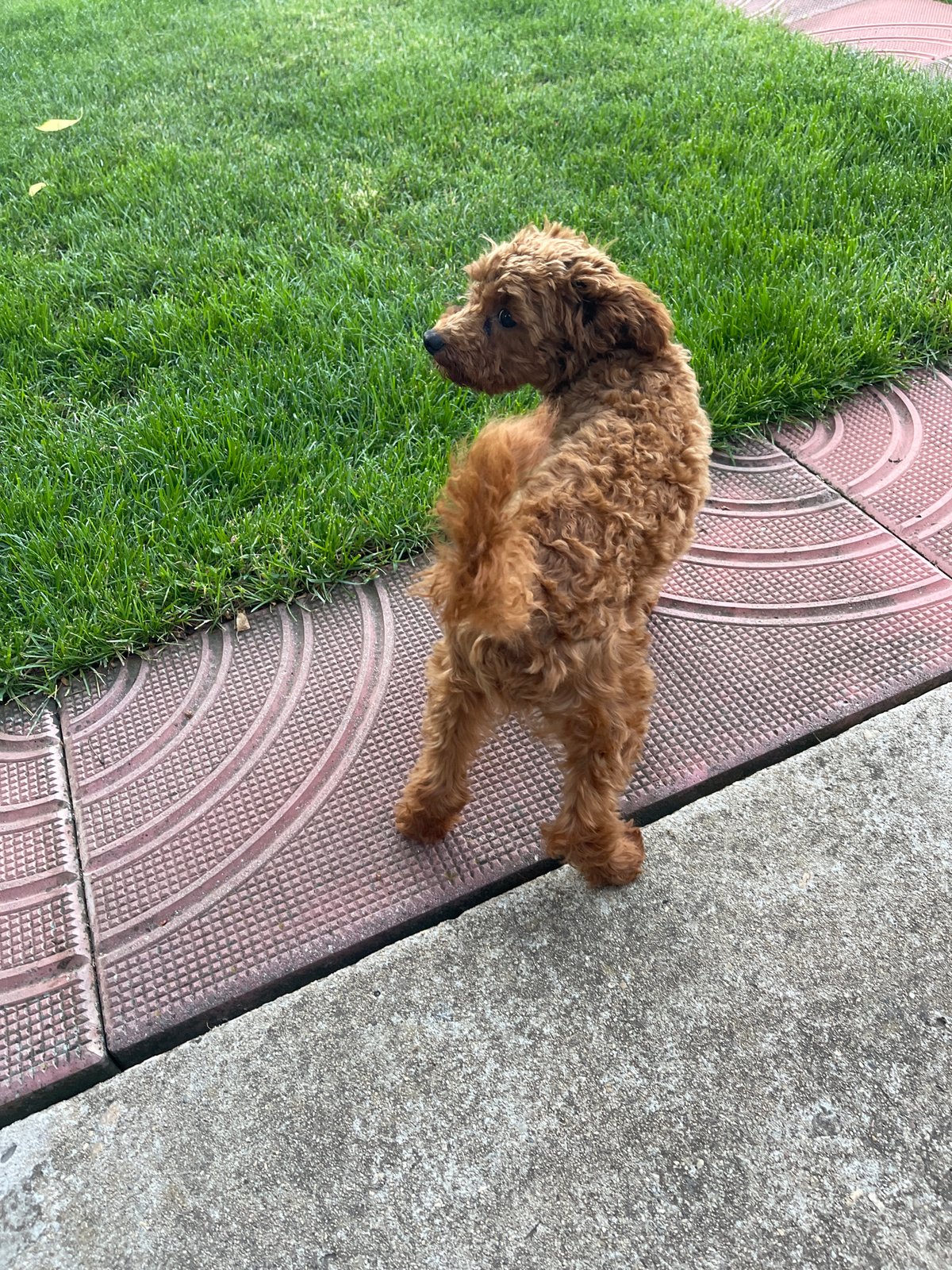 Brown poodle's playful early morning activities captured in Sofia