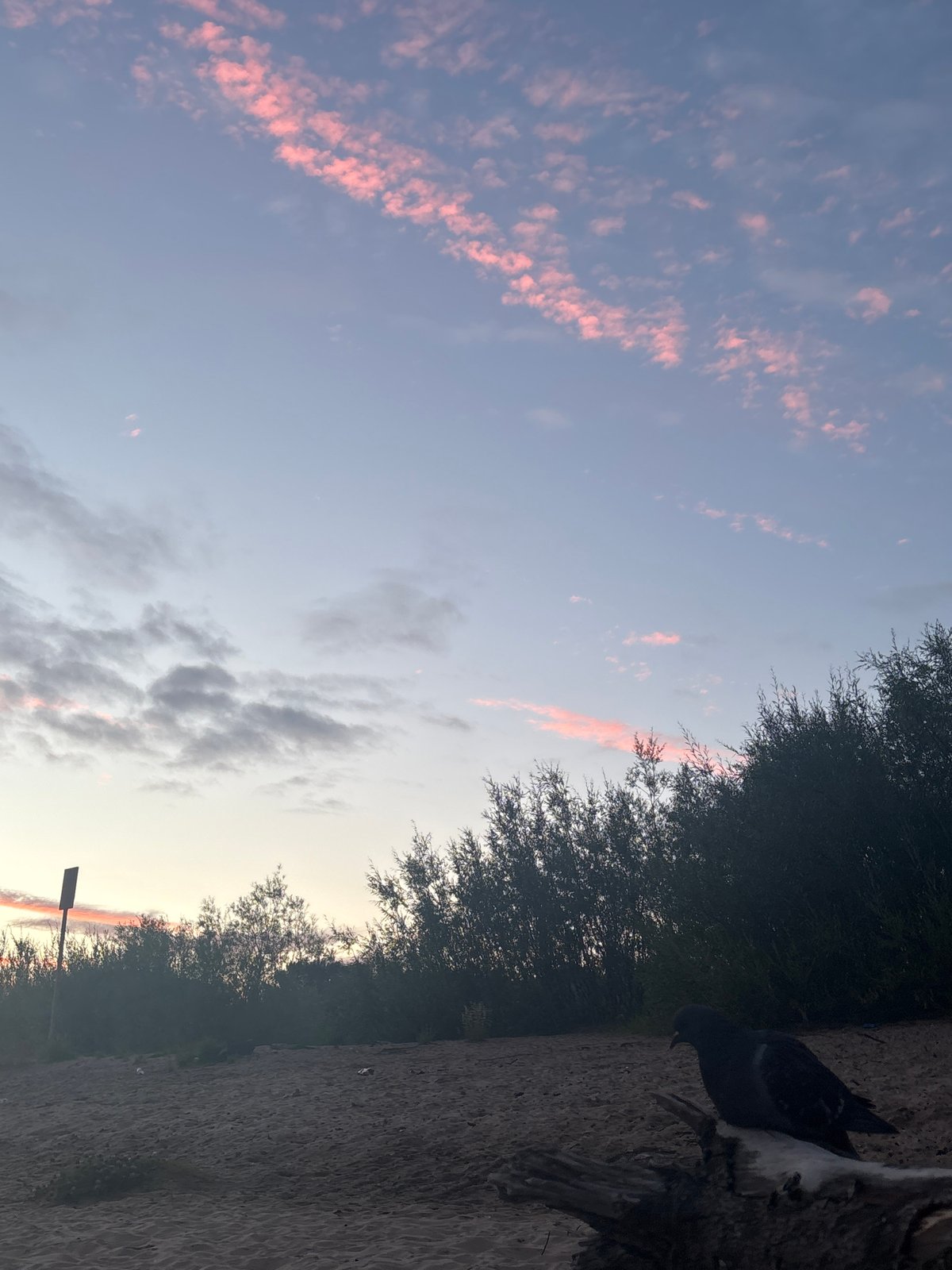 Pigeon on driftwood, pastel skies over Arkhangelsk shoreline