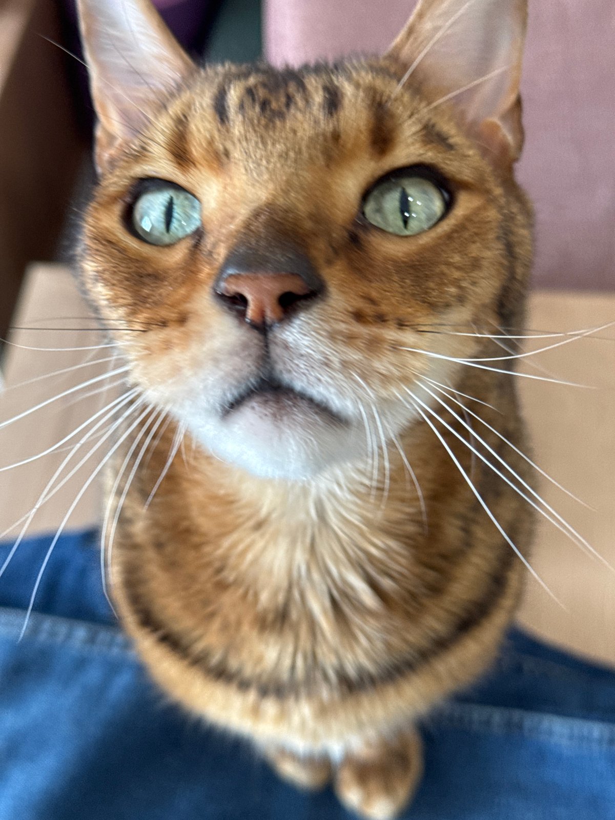 Bengal cat roams home during morning food preparation