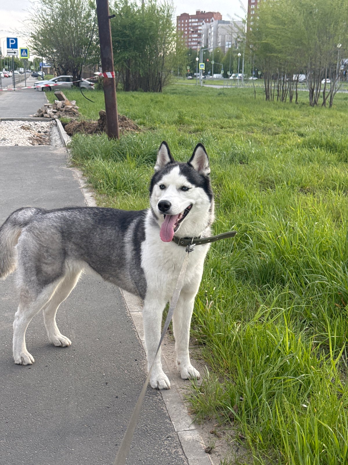 Woman and husky dog spend afternoon together in city