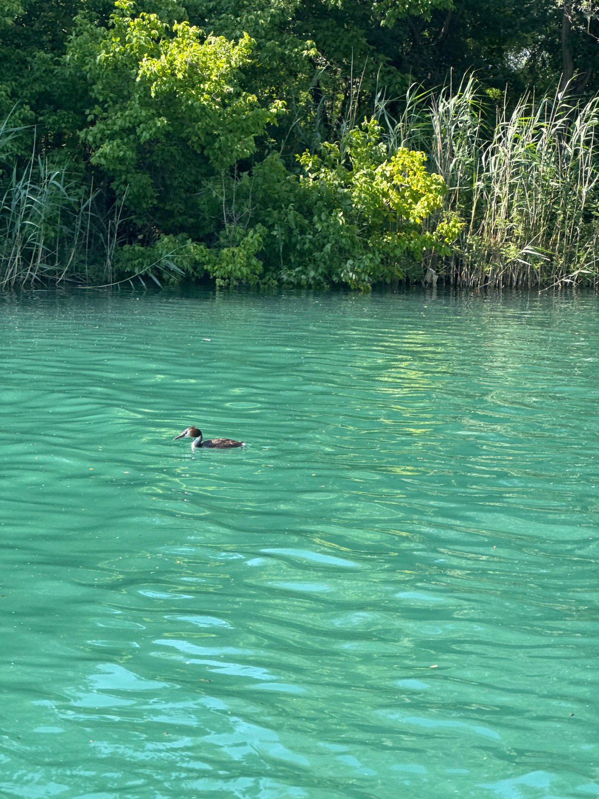 Waterfowl observed swimming in Skadar Lake near Vranjina, Montenegro
