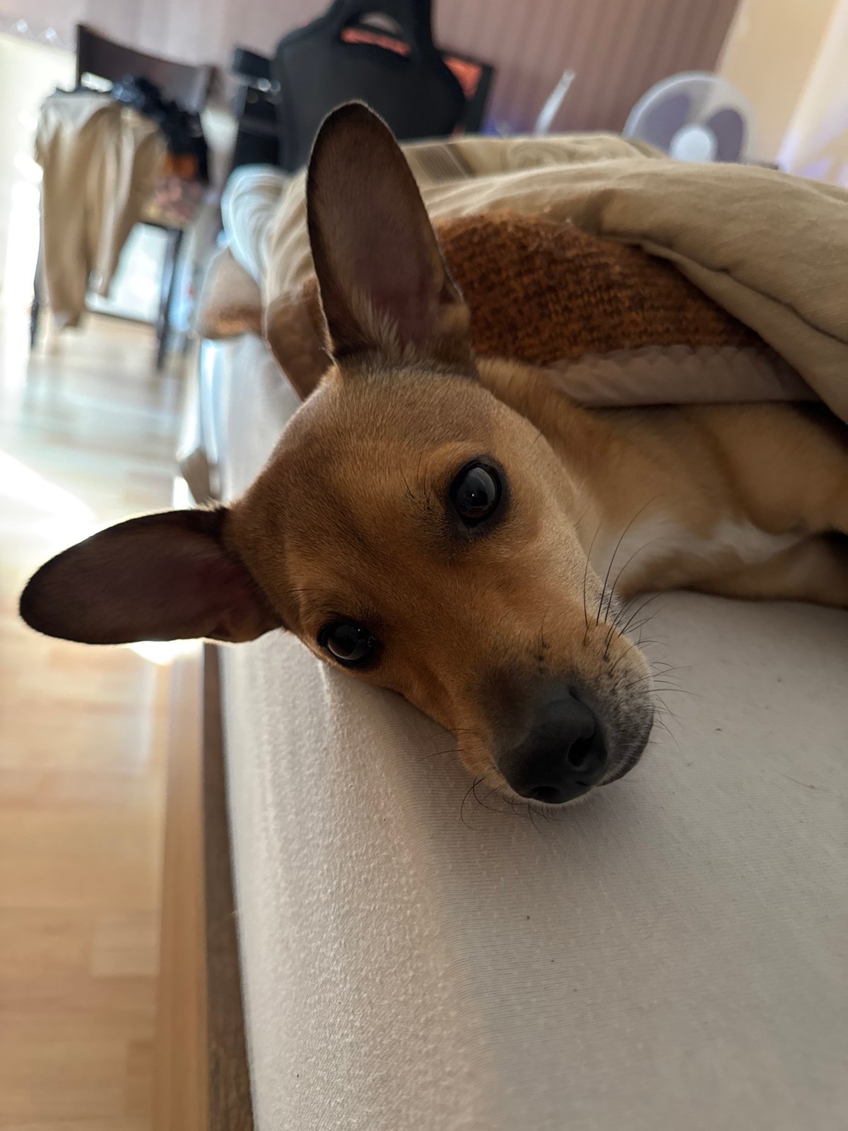 Dog rests indoors, hospital exterior captured in Plovdiv morning