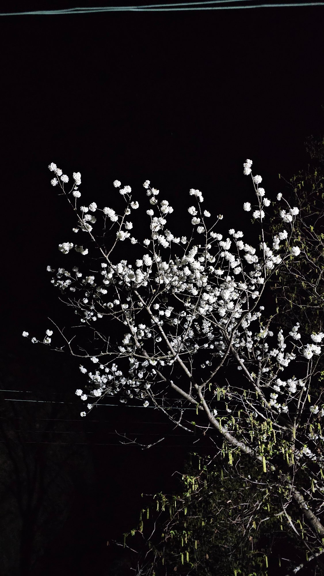 Evening stroll through blooming Karlovo captures spring scenes