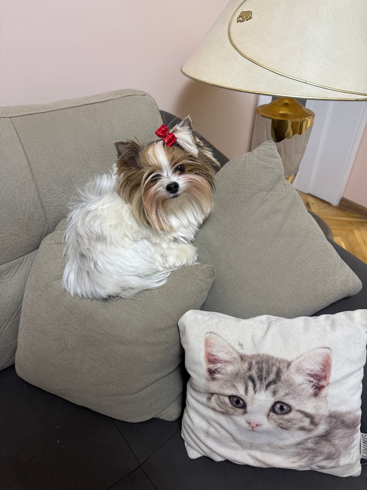 Small dog with red bow photographed on sofa in Plovdiv