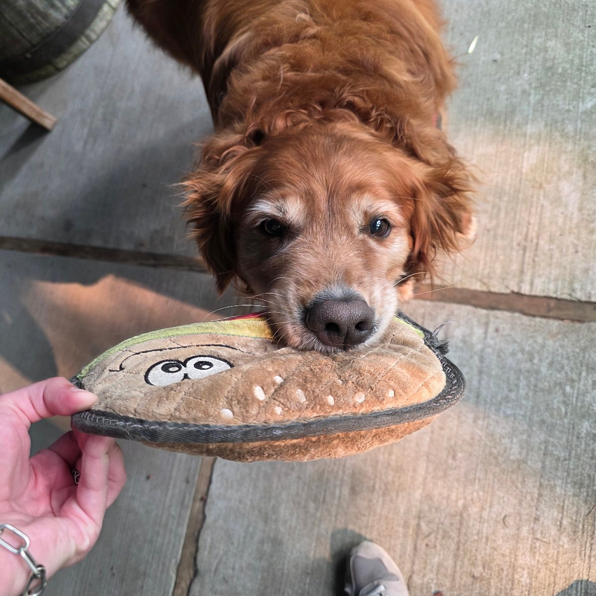 Golden retriever's perfect afternoon: toys, chewing, and a nap