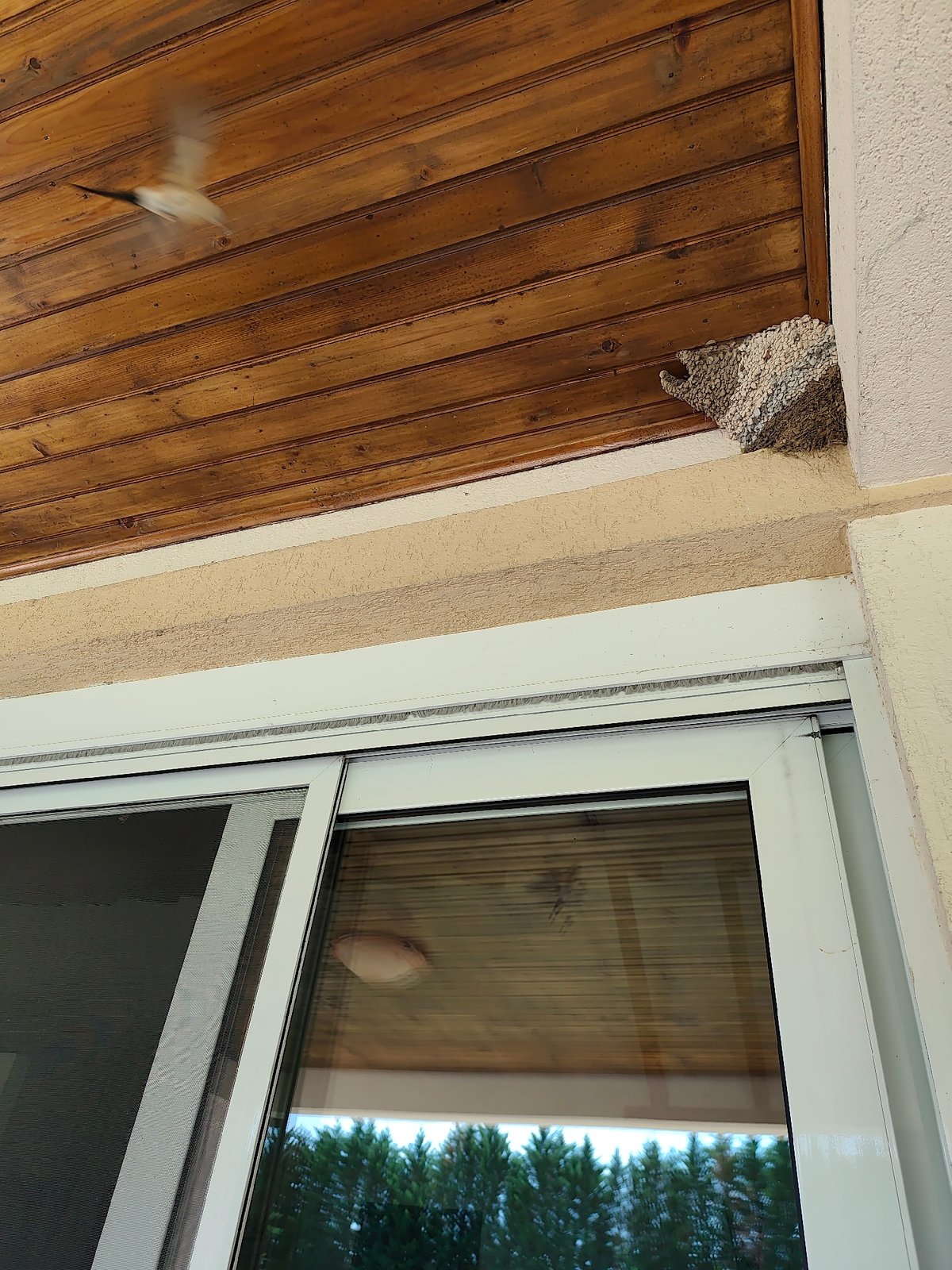 Morning moments captured in Spuž: nesting swallow, poolside tranquility
