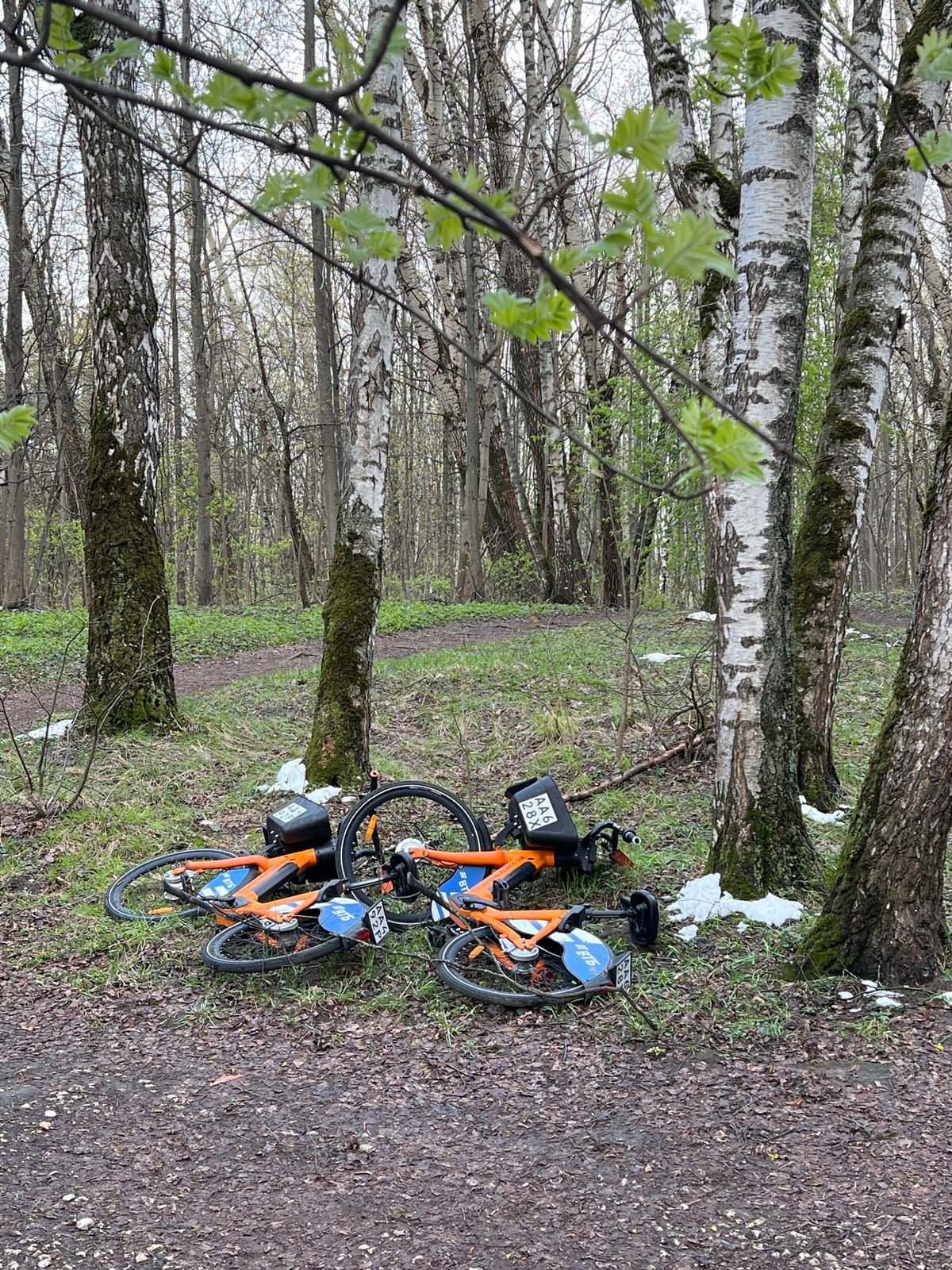 Shared bikes parked on forest path in Khimki
