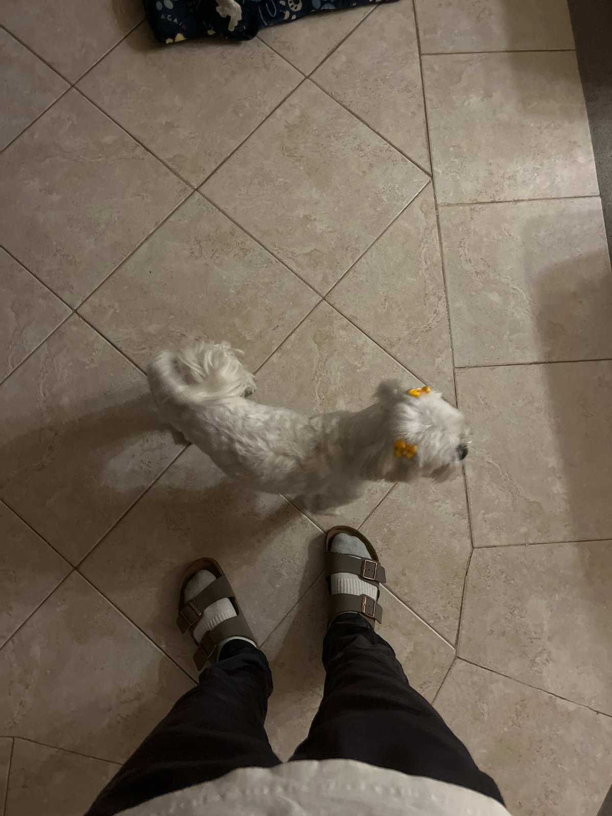 Small white dog with yellow clips spotted indoors in Puebla