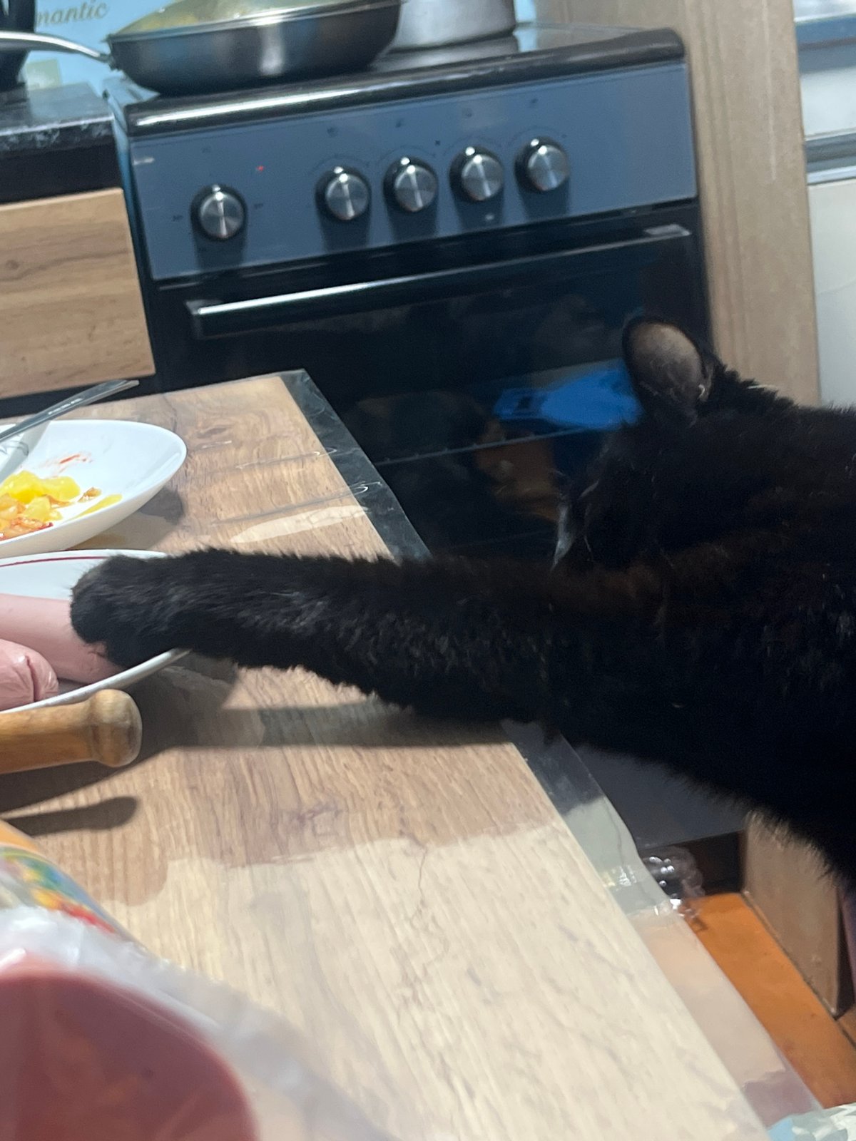 Woman with multiple cats and dog captured in Nizhny Tagil home