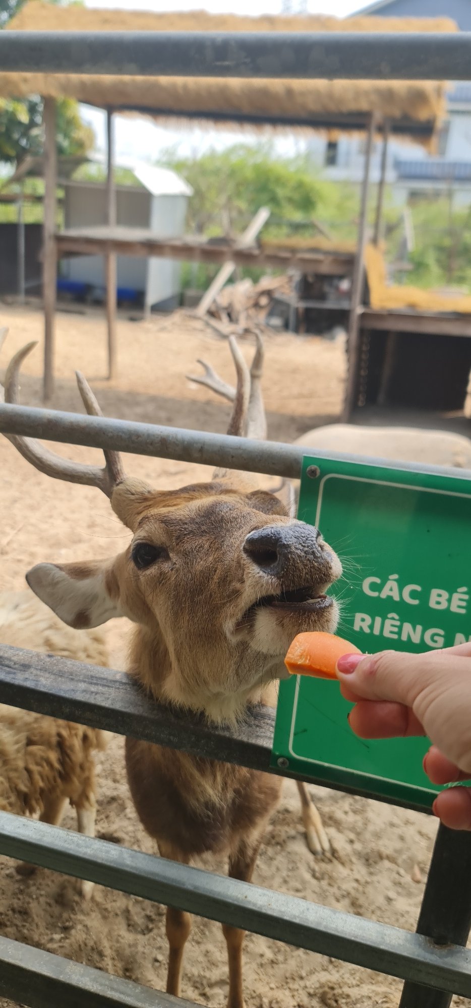 Visitors feed animals at Đà Nẵng wildlife enclosure