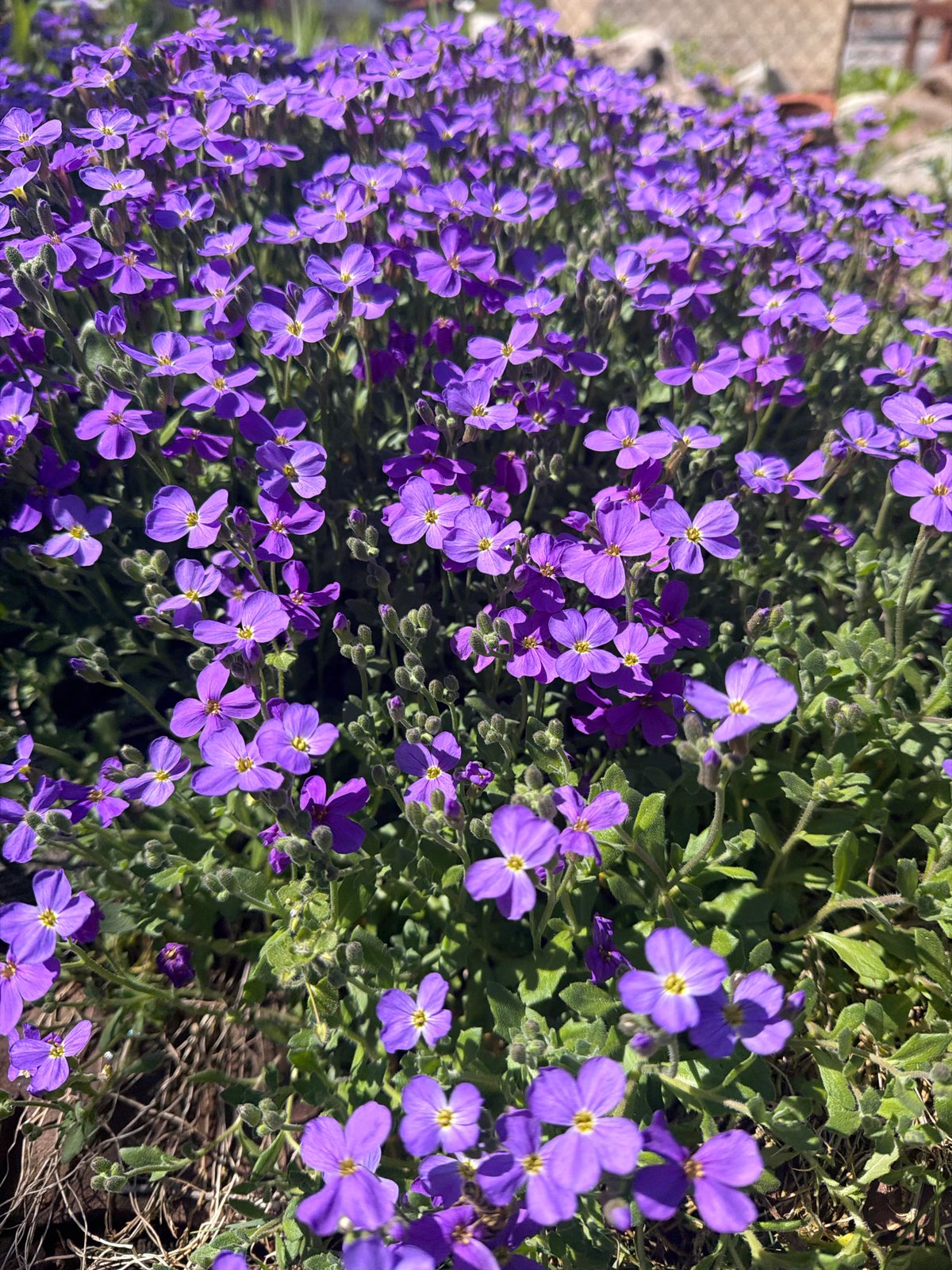 Spring aubrieta flowers bloom with bee activity in Kozloduy