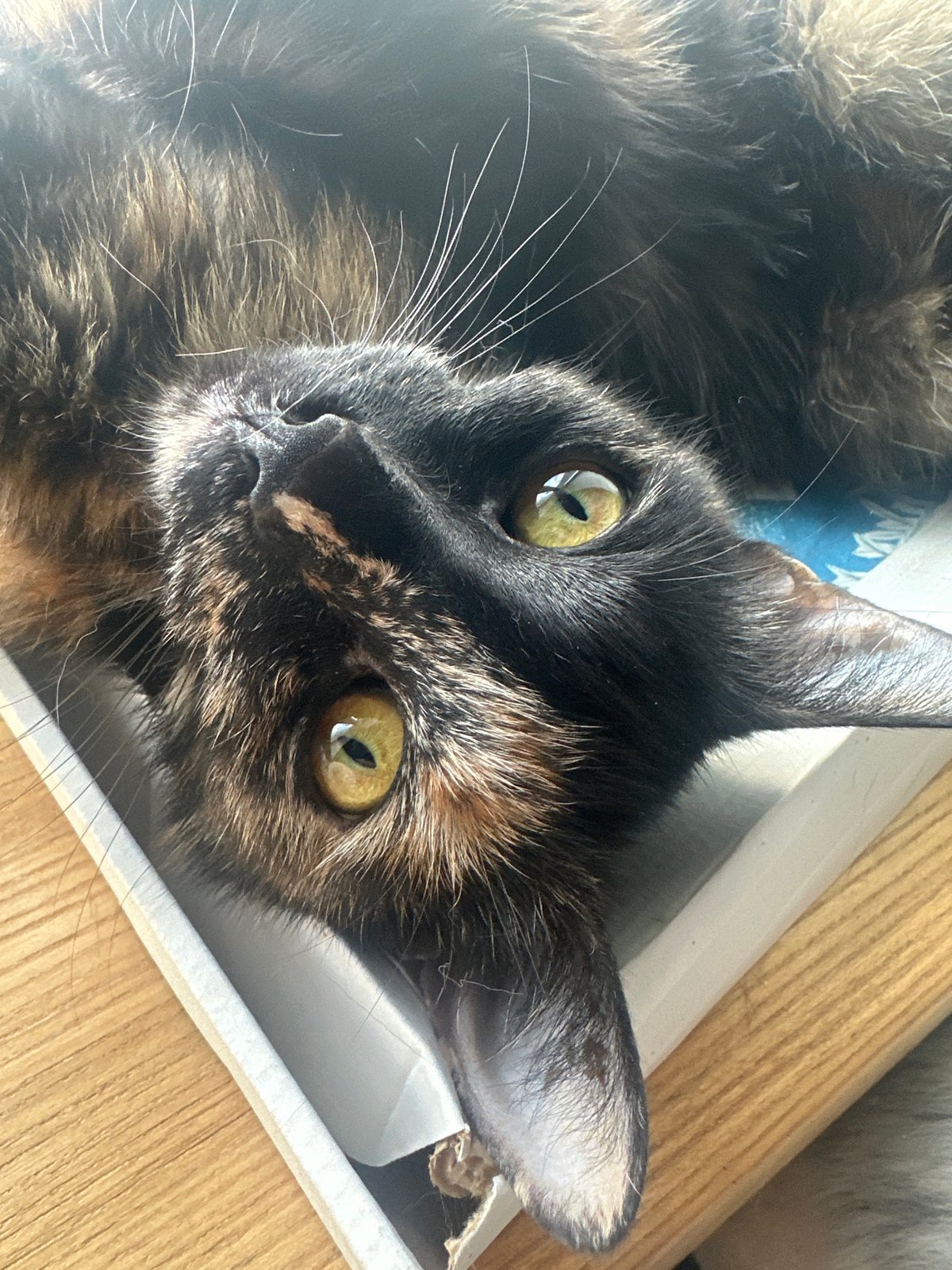 Tortoiseshell cat lounging in a cardboard box on a windowsill