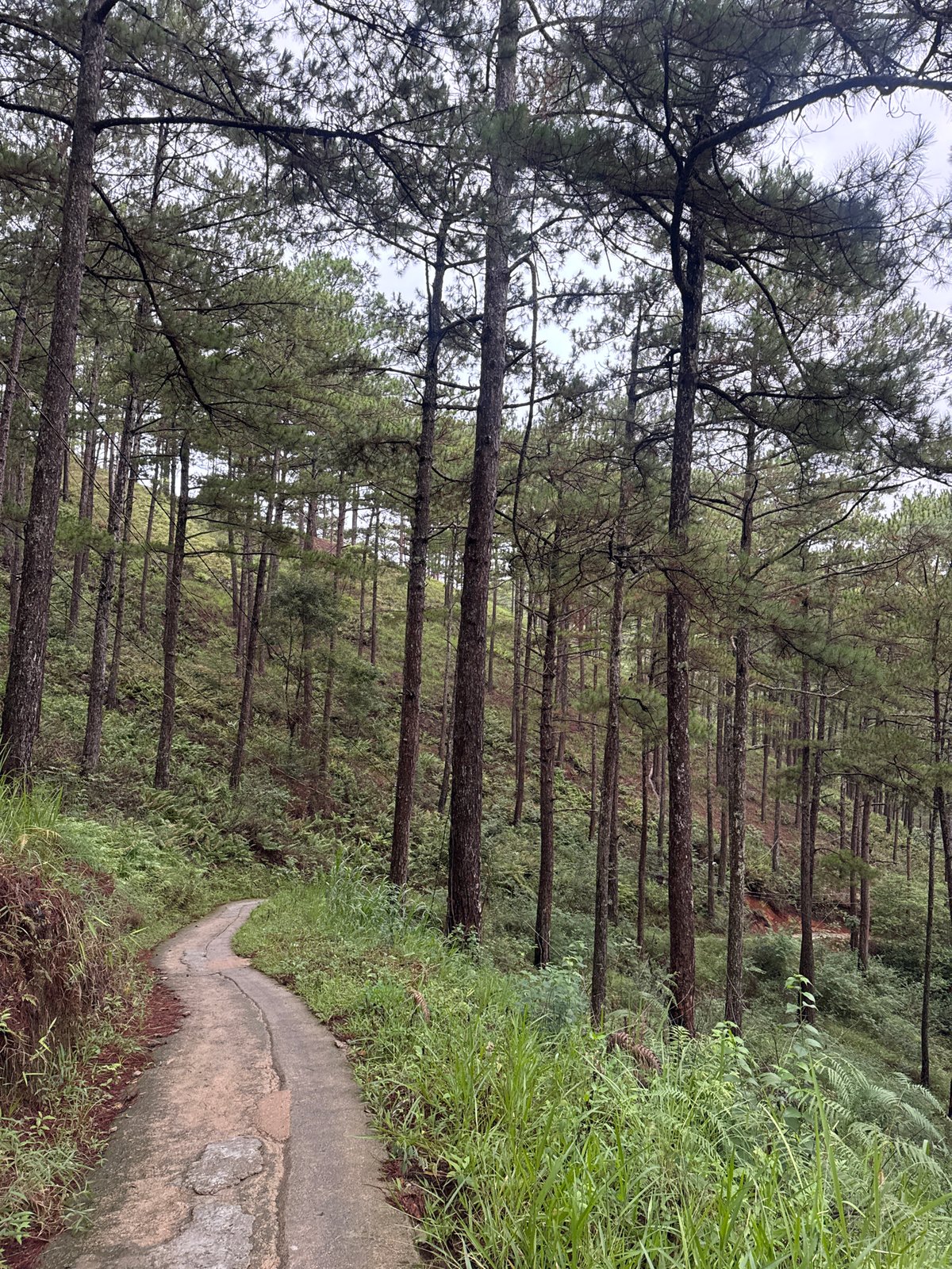 Morning forest walk documented through Da Lat pine forests