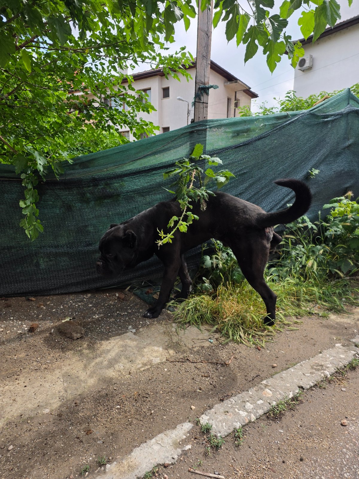Black dog spotted in motion in Pazardzhik, Bulgaria
