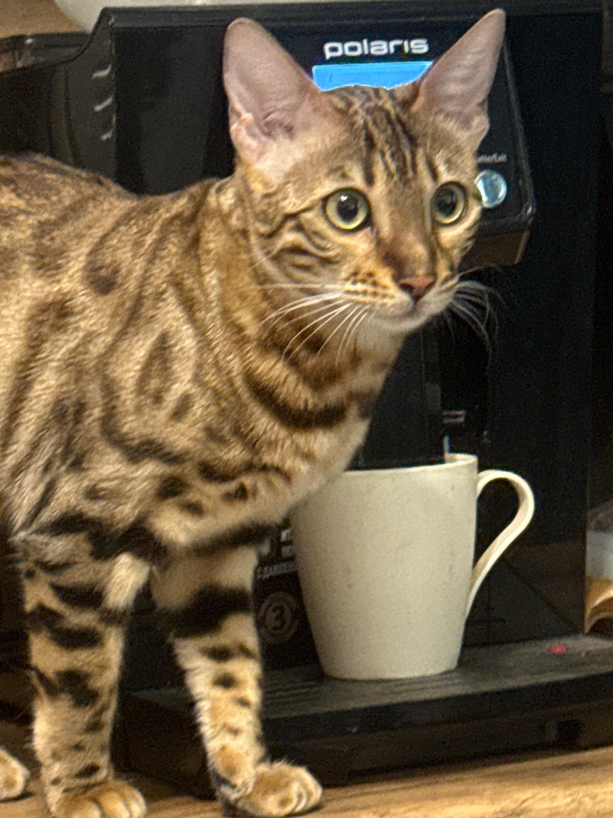 Bengal Cat Photographed During Morning Routine in Moscow Home