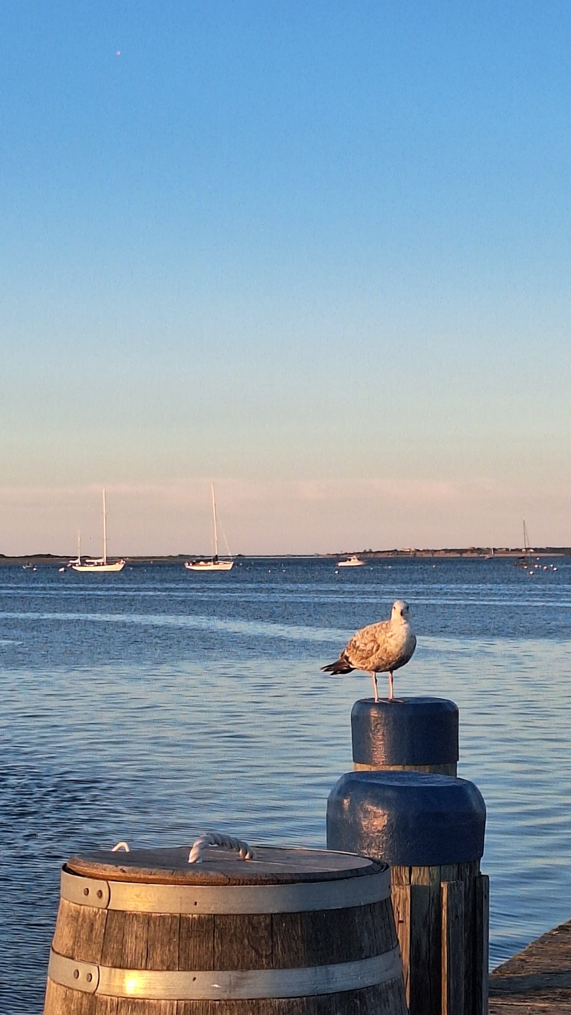 Nantucket marina at sunset, yachts and seagulls on the docks