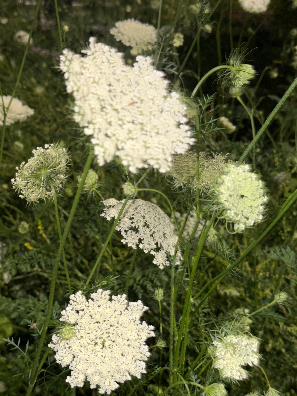 Evening stroll through city streets, buildings and blooms