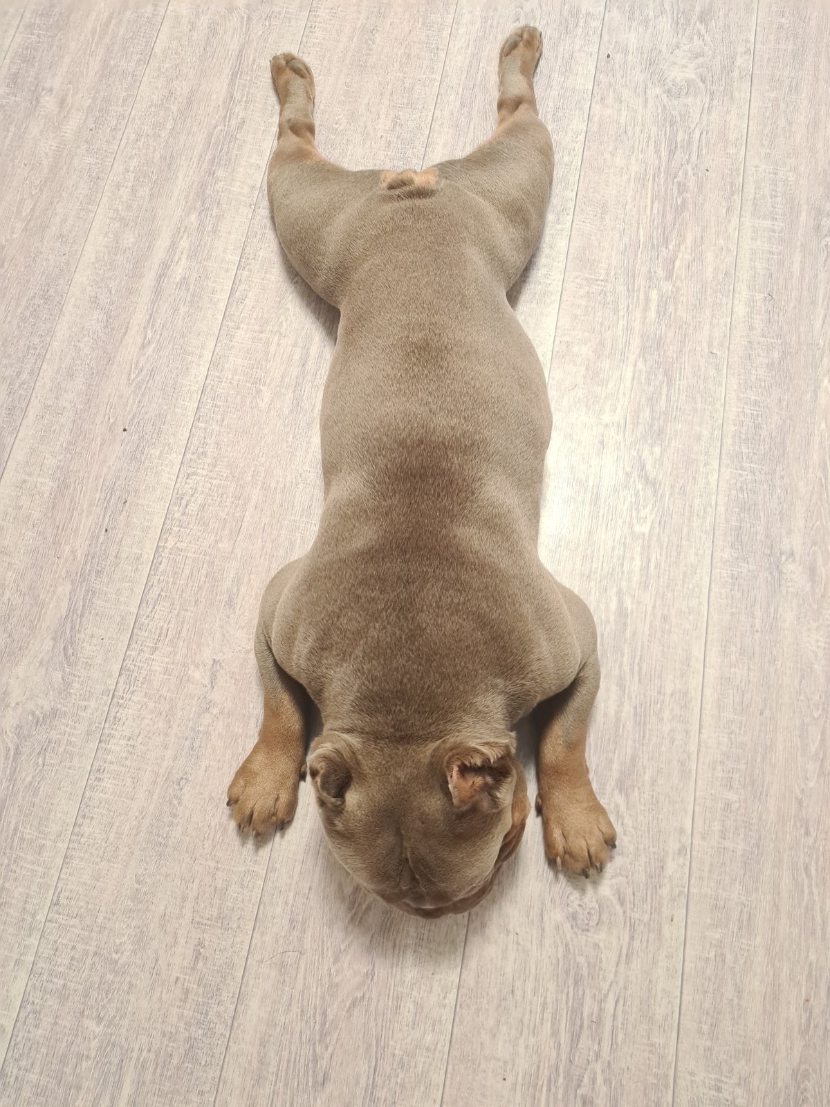 Bulldog puppy fully relaxed on a wooden floor