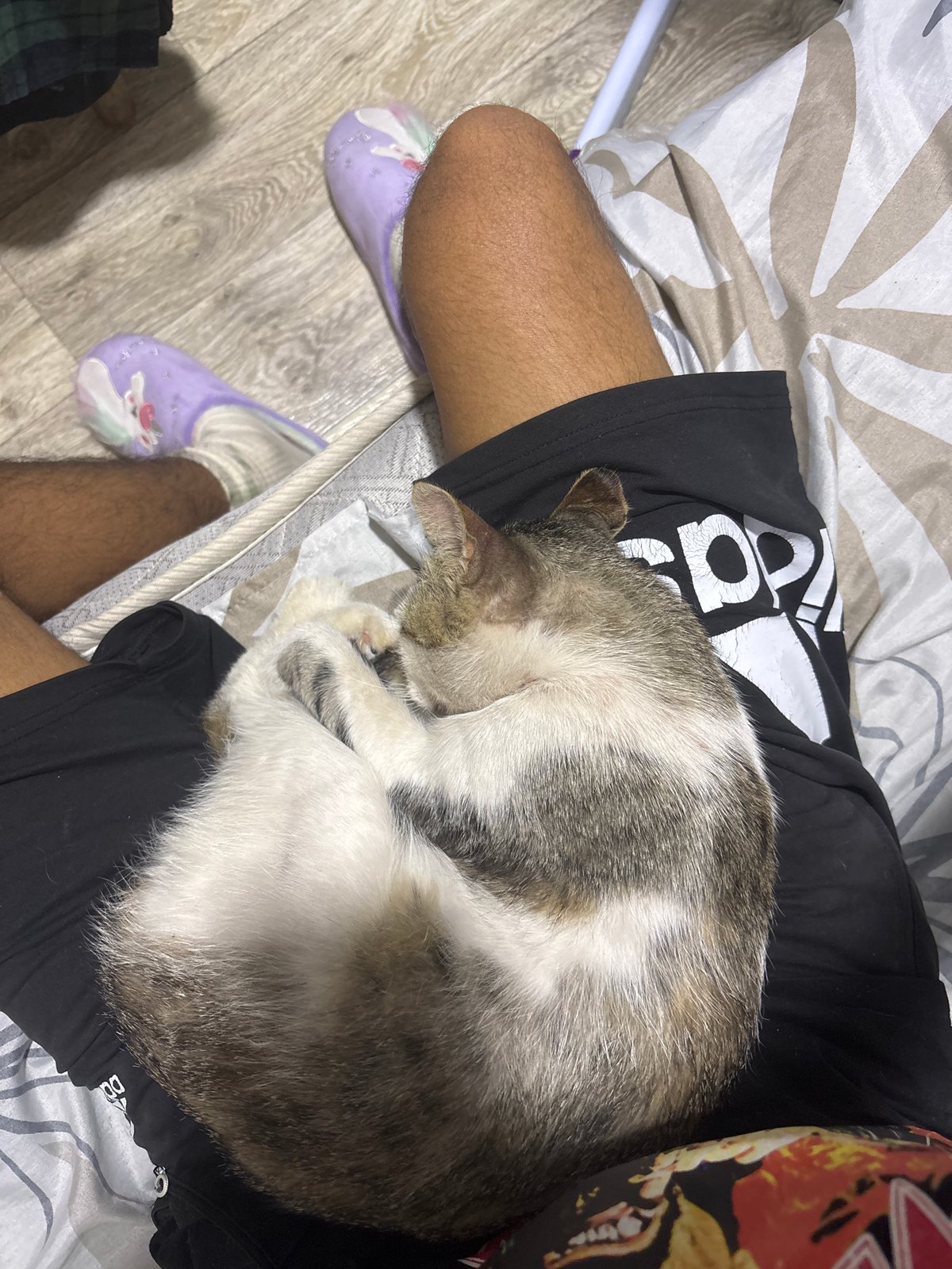 Cat napping on a lap at home in Sofia