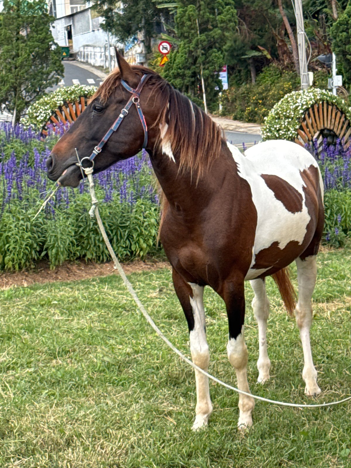 Horses, topiary gardens, and lakeside streets in Da Lat