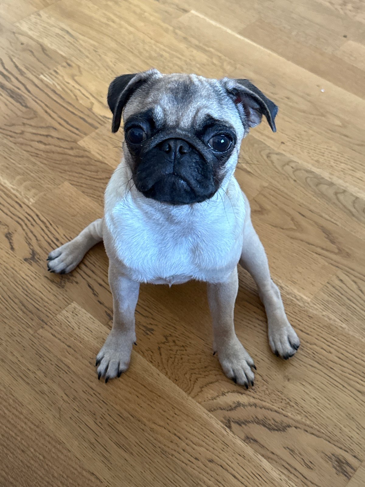 Pug puppy's quiet morning at home