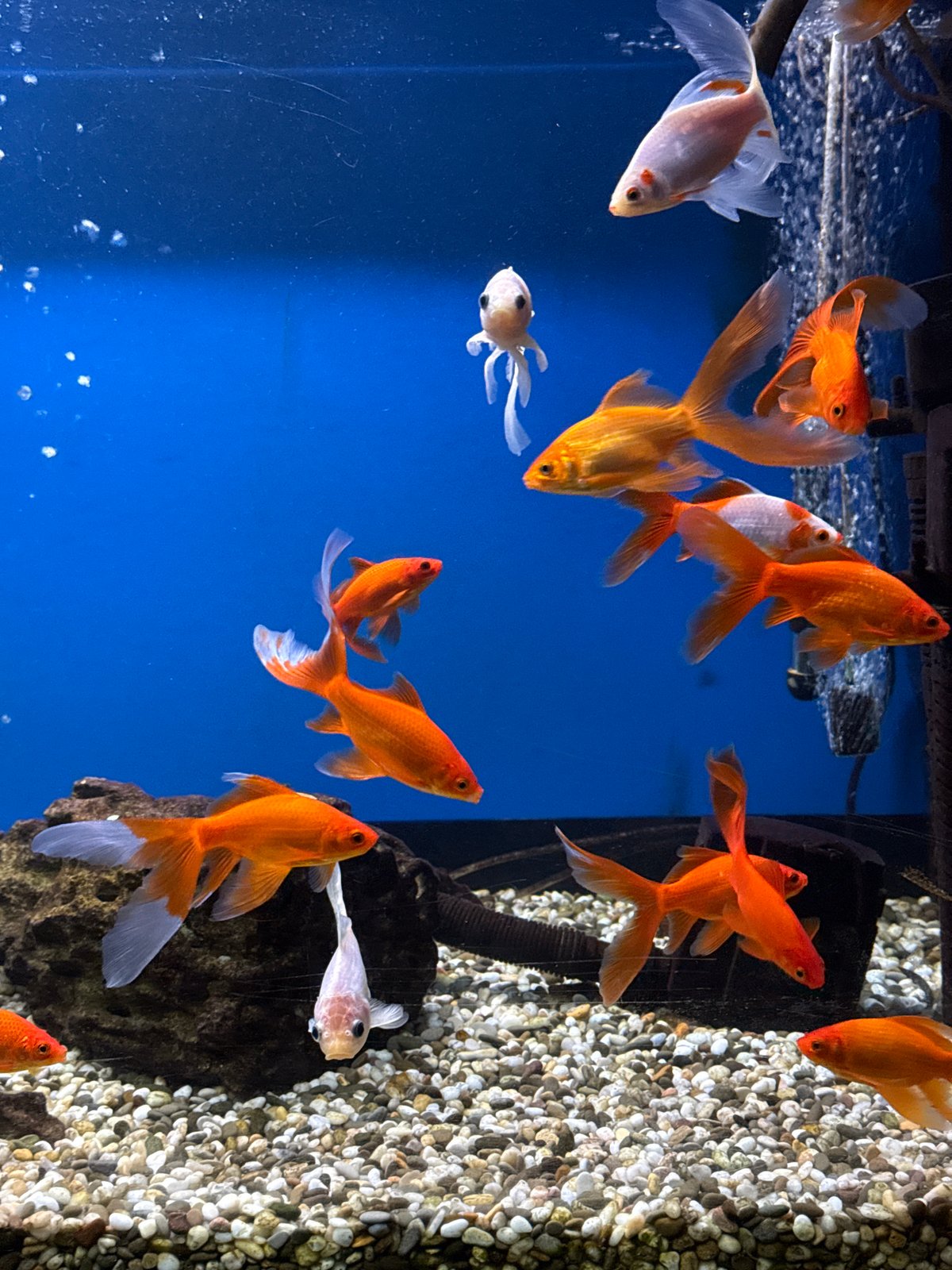 Goldfish in a clean aquarium, orange and white against blue