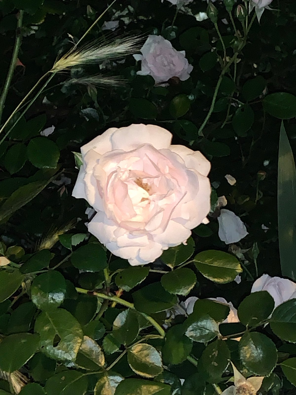 Evening photography session captures roses, dinner, and nighttime scenes